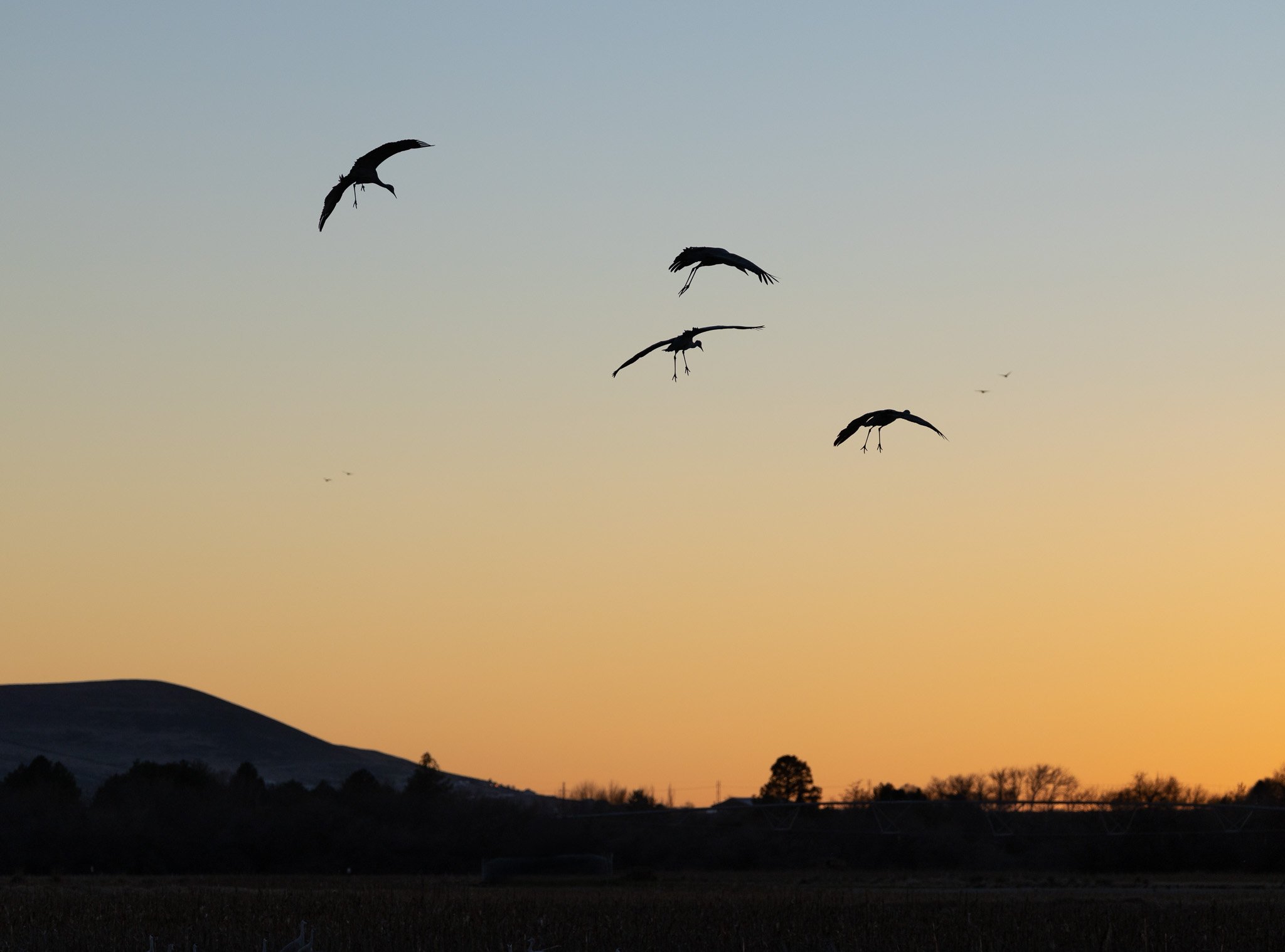 Sandhill cranes fly off into the sunset at Barker Ranch.