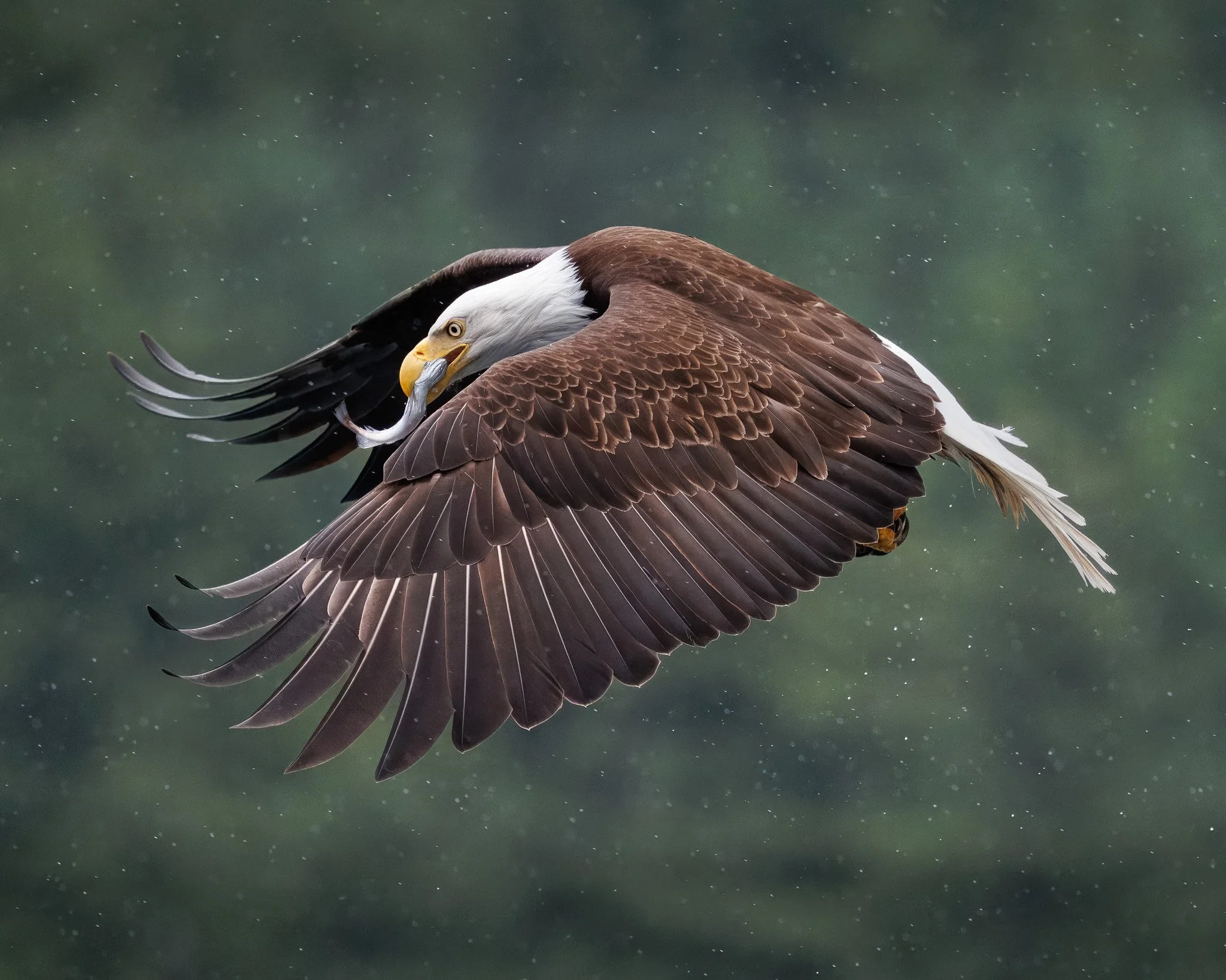Bald eagle in flight with fish in mouth in Campbell River bc Canada.