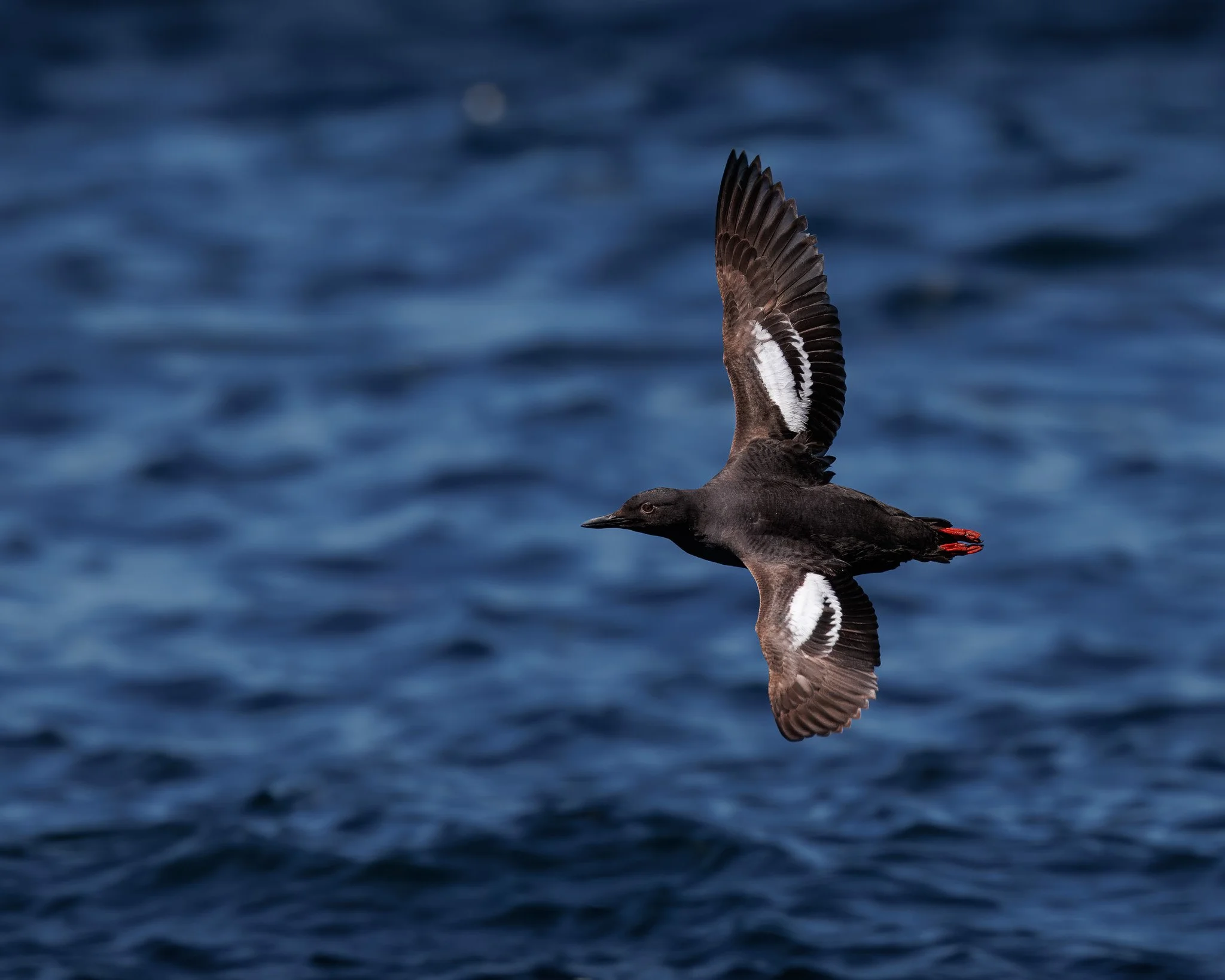 Pigeon Guillemot in flight above the waters outside of Campbell River, BC.