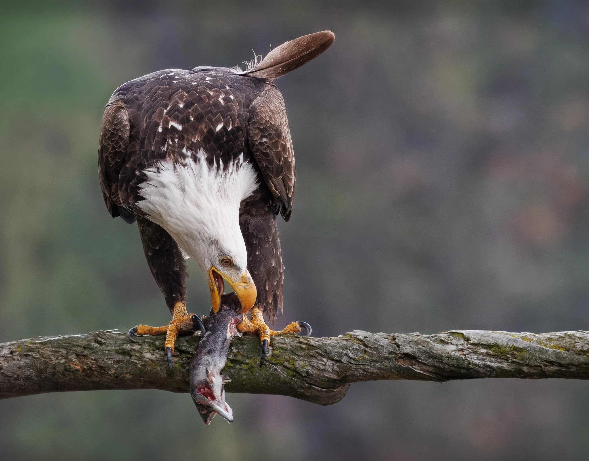 THE CATCH
bald eagle, higgens point, id