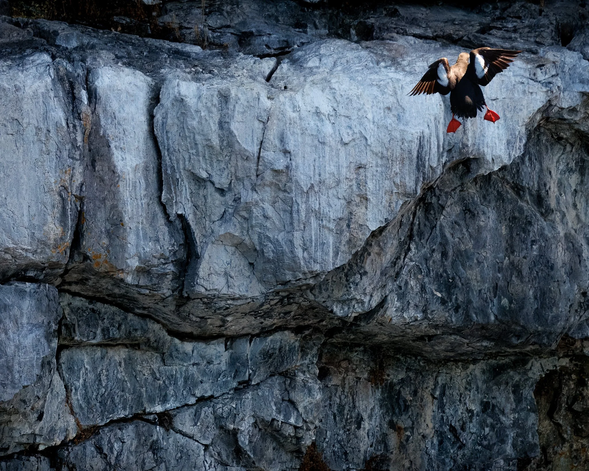 Pigeon Guillemot flying up a rock cliff outside of Campbell River, BC, Canada.