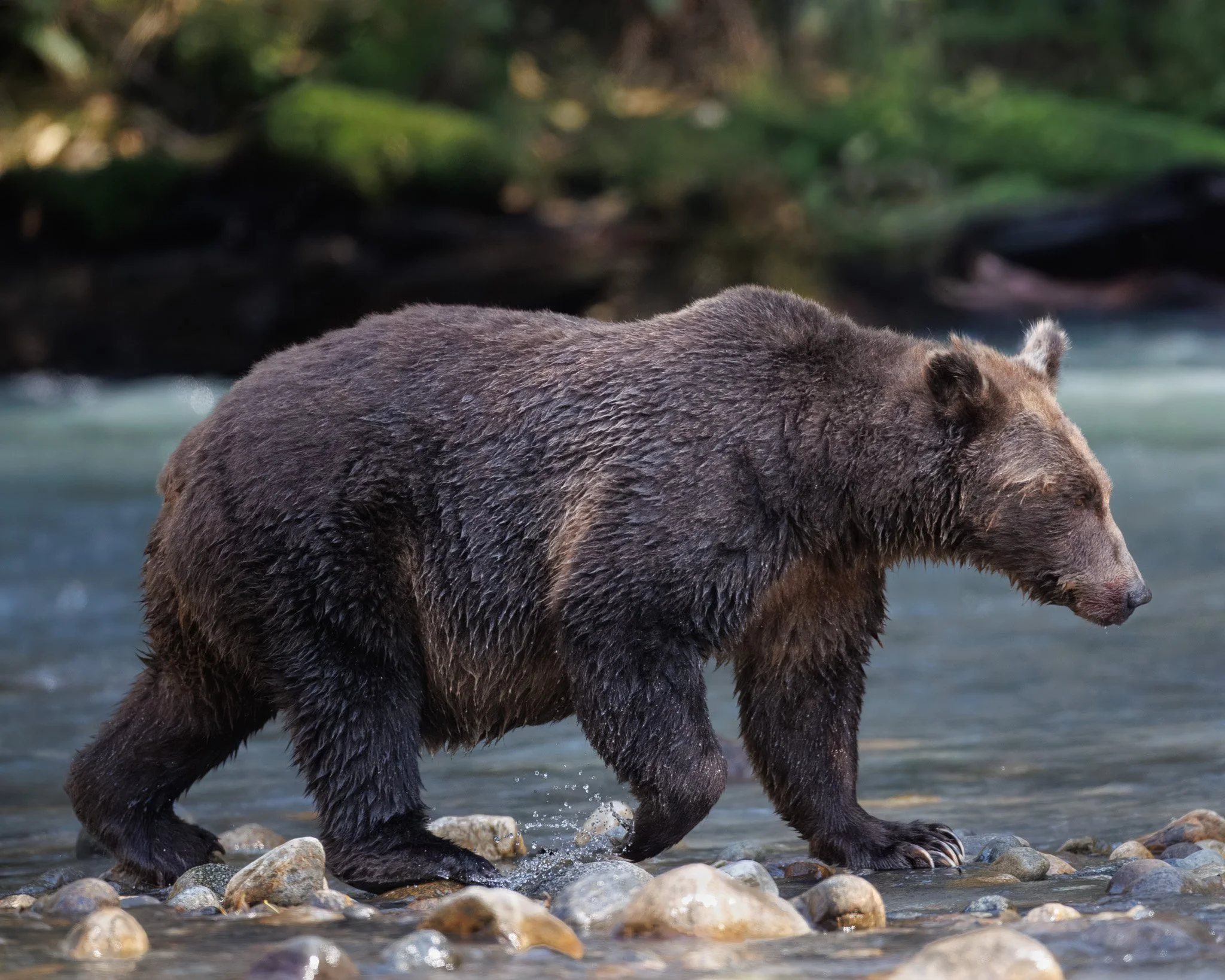 Pregnant grizzly bear walking by a stream.