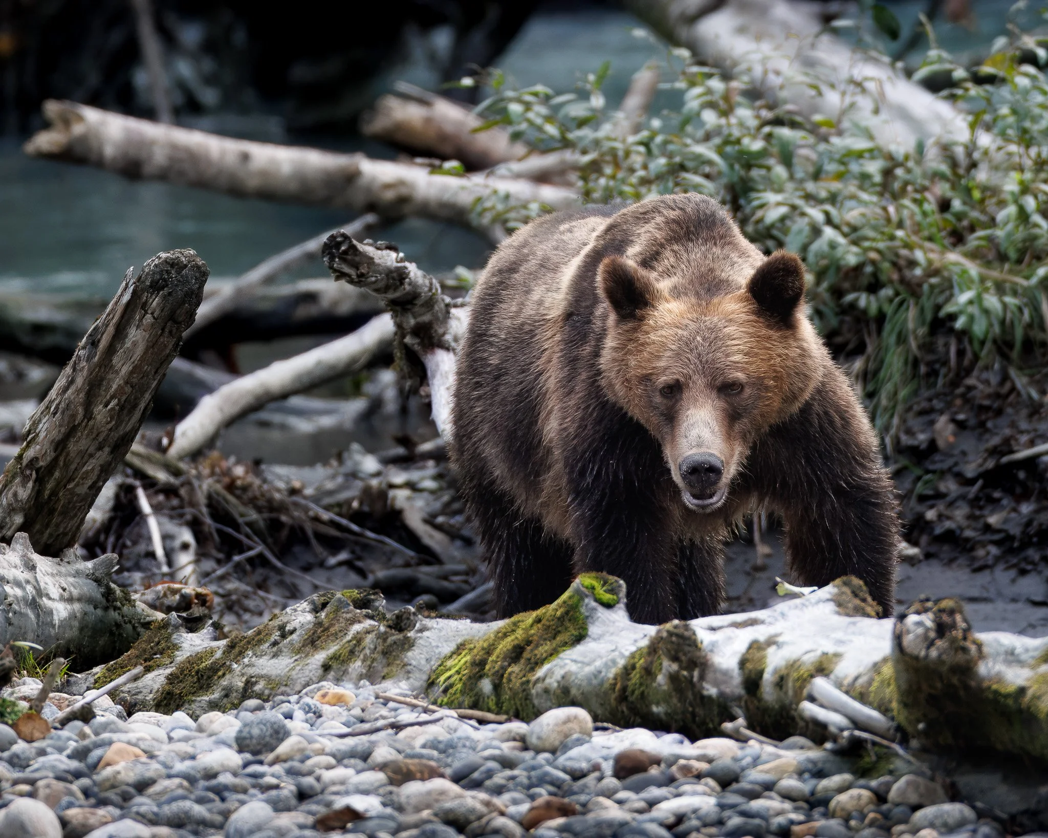 Grizzly bear walking in Toba Inlet, BC, Canada at Klahoose Wilderness Resort.