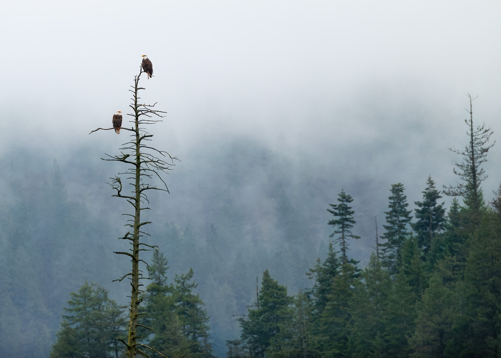 MIST
bald eagles, lake coeur d'alene, id