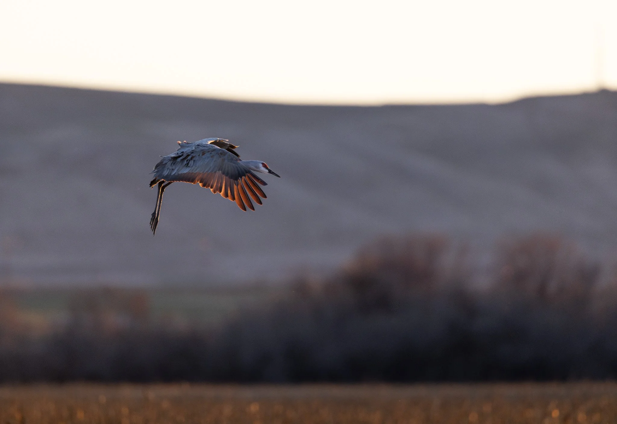 Sandhill crane landing in the morning light with mountains in the background in west richland washington.