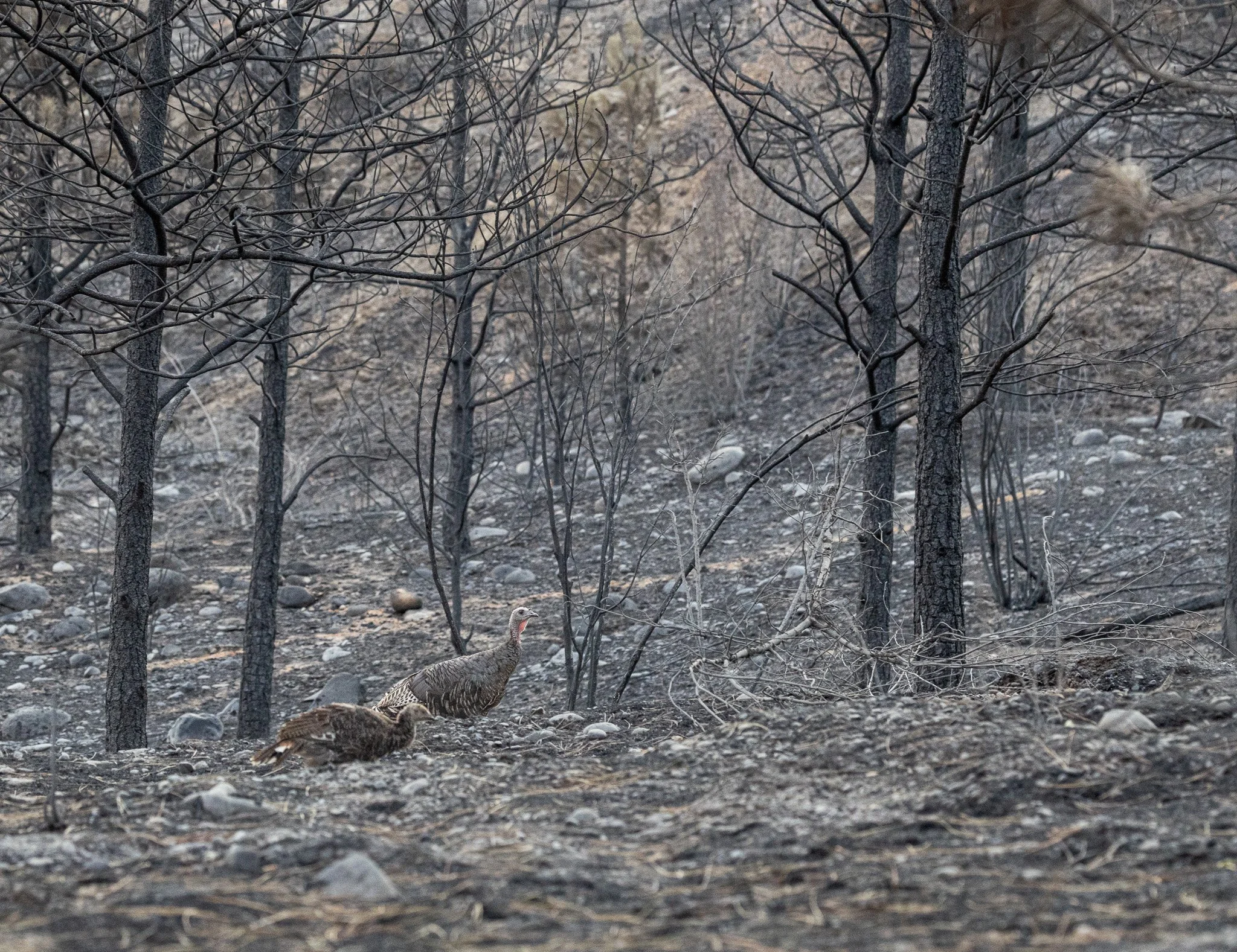 Turkeys in burnt landscape.