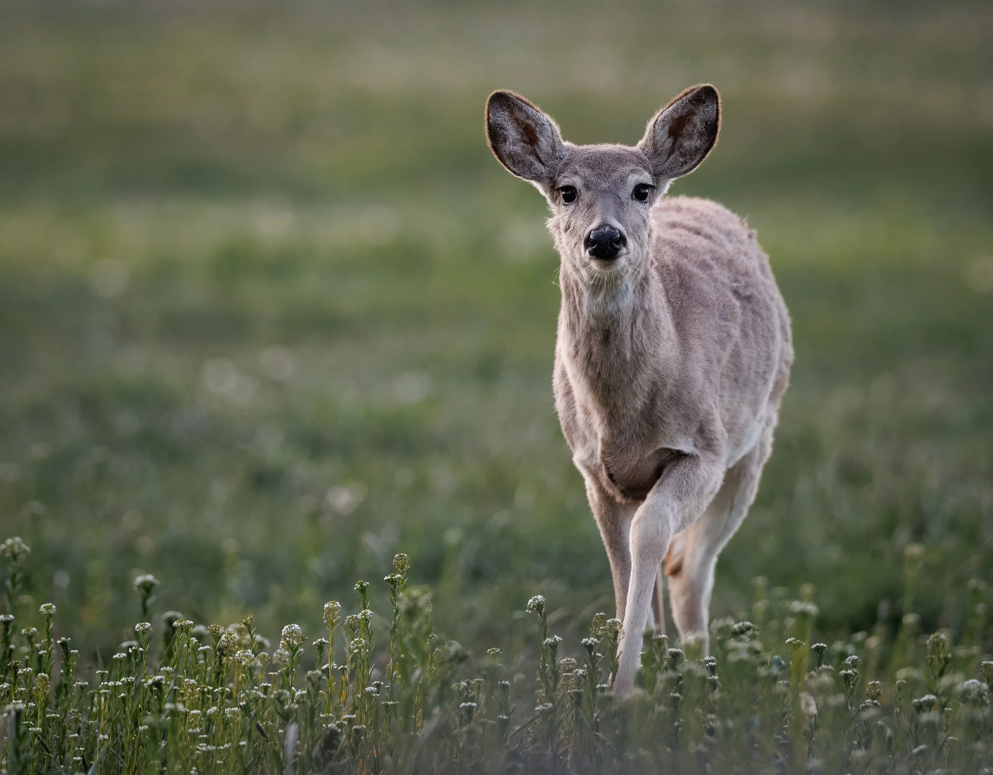 White tail doe staring at me.