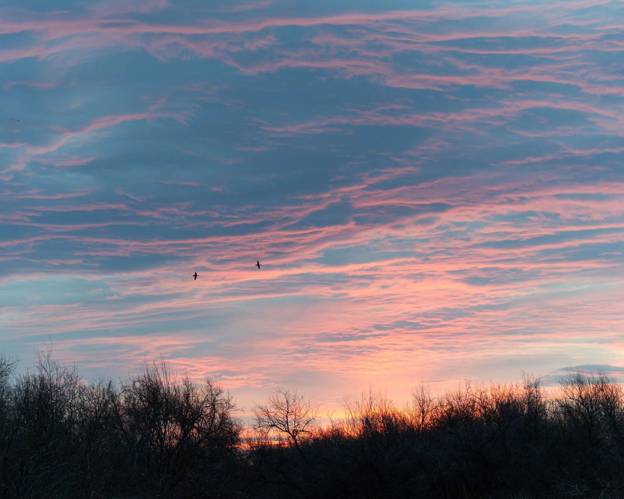Birds flying during sunrise at Barker Ranch.