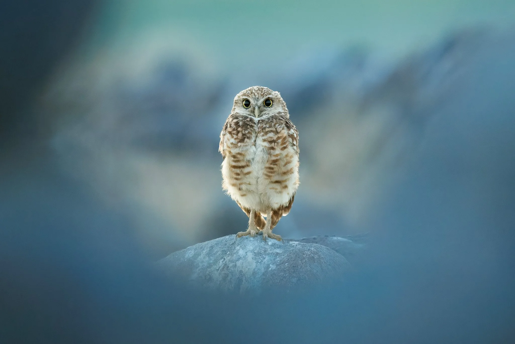 Burrowing owl standing between two rocks in soft blue light, Waterville Plateau, Washington.