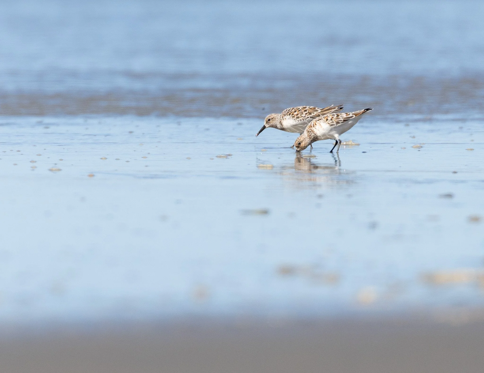 Sanderlings on a Haida Gwaii beach.