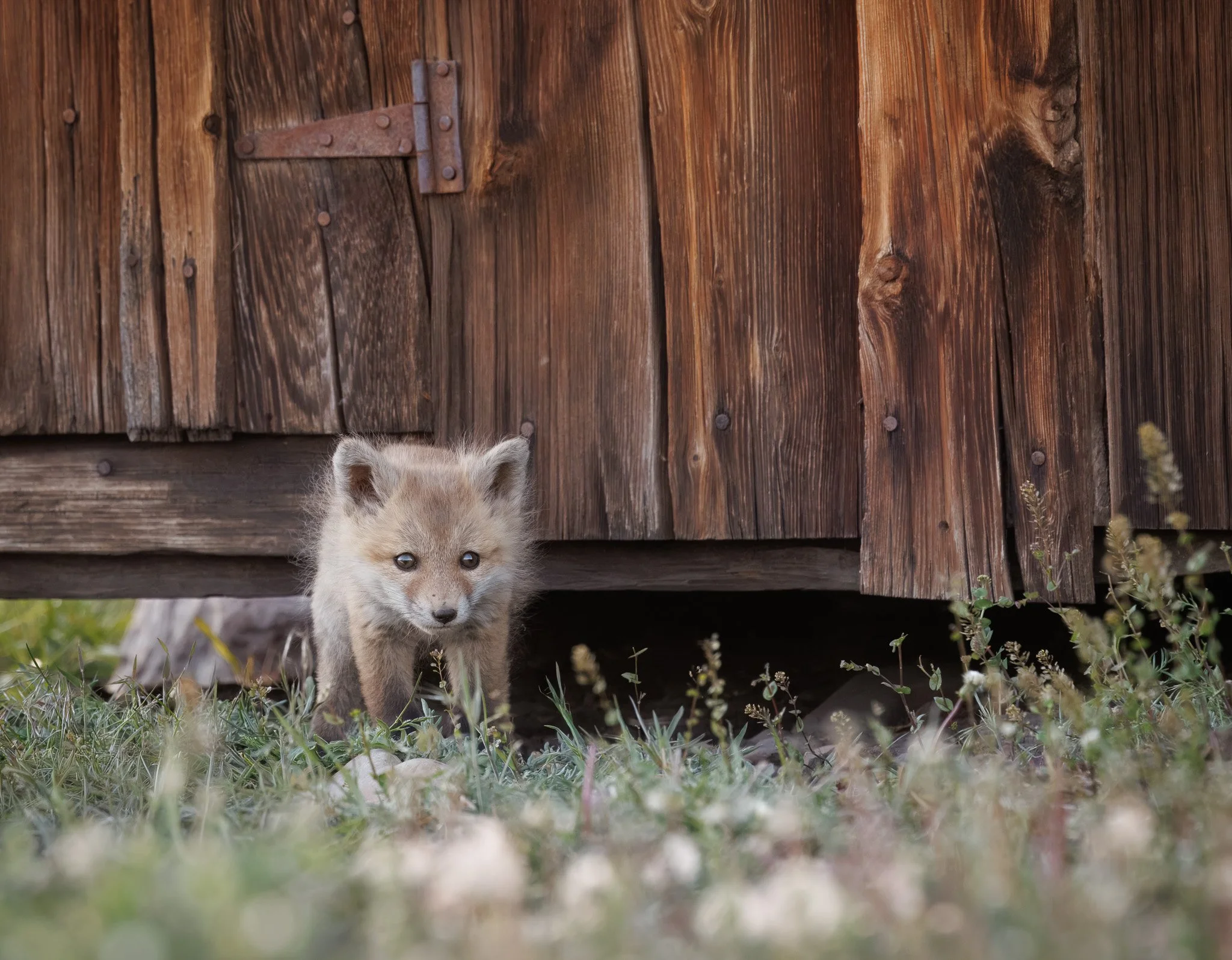 The runt of the fox litter in Montana.