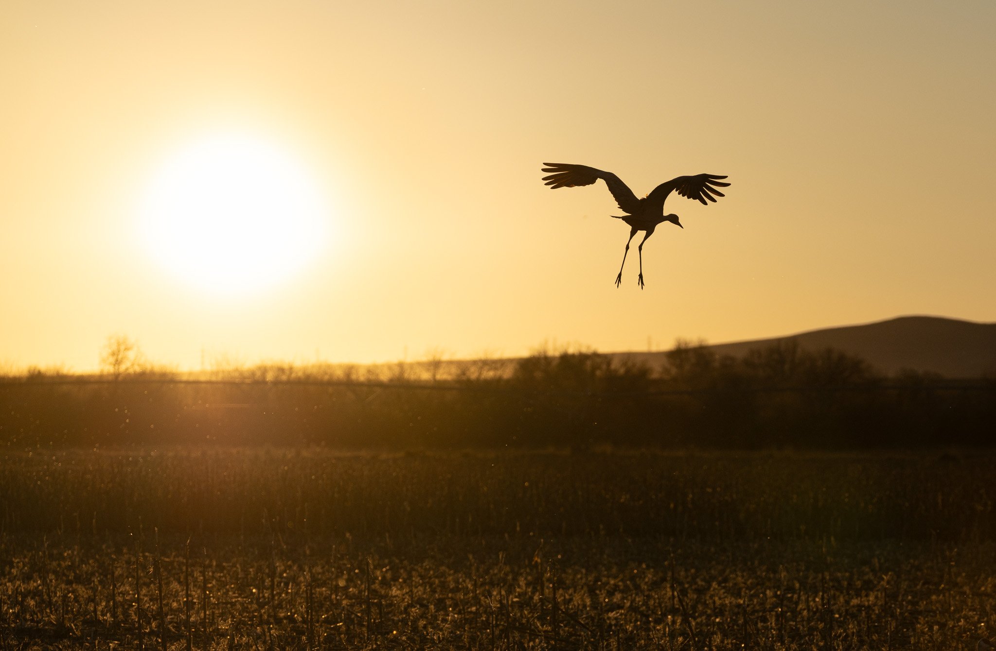 WHERE DAY LETS GO
sandhill crane, west richmond, wa