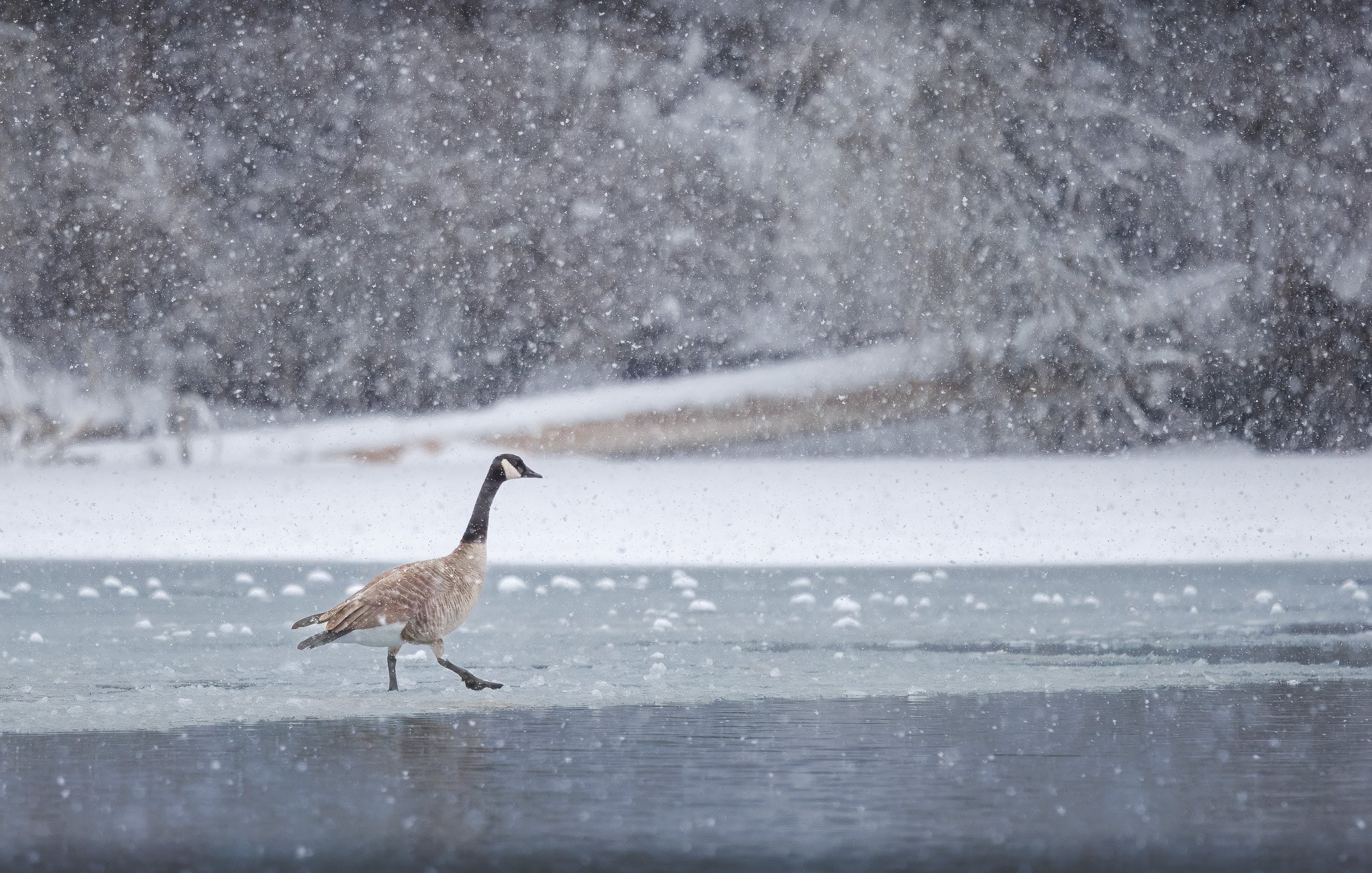 UNDER SNOW
canada goose, spokane, wa