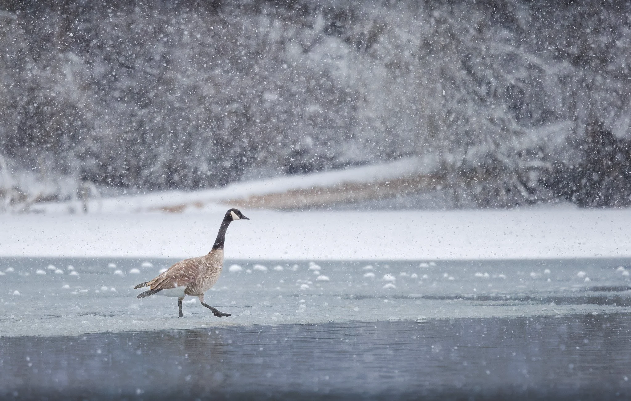 Canada goose in the snow at wandermere golf course in spokane wa.
