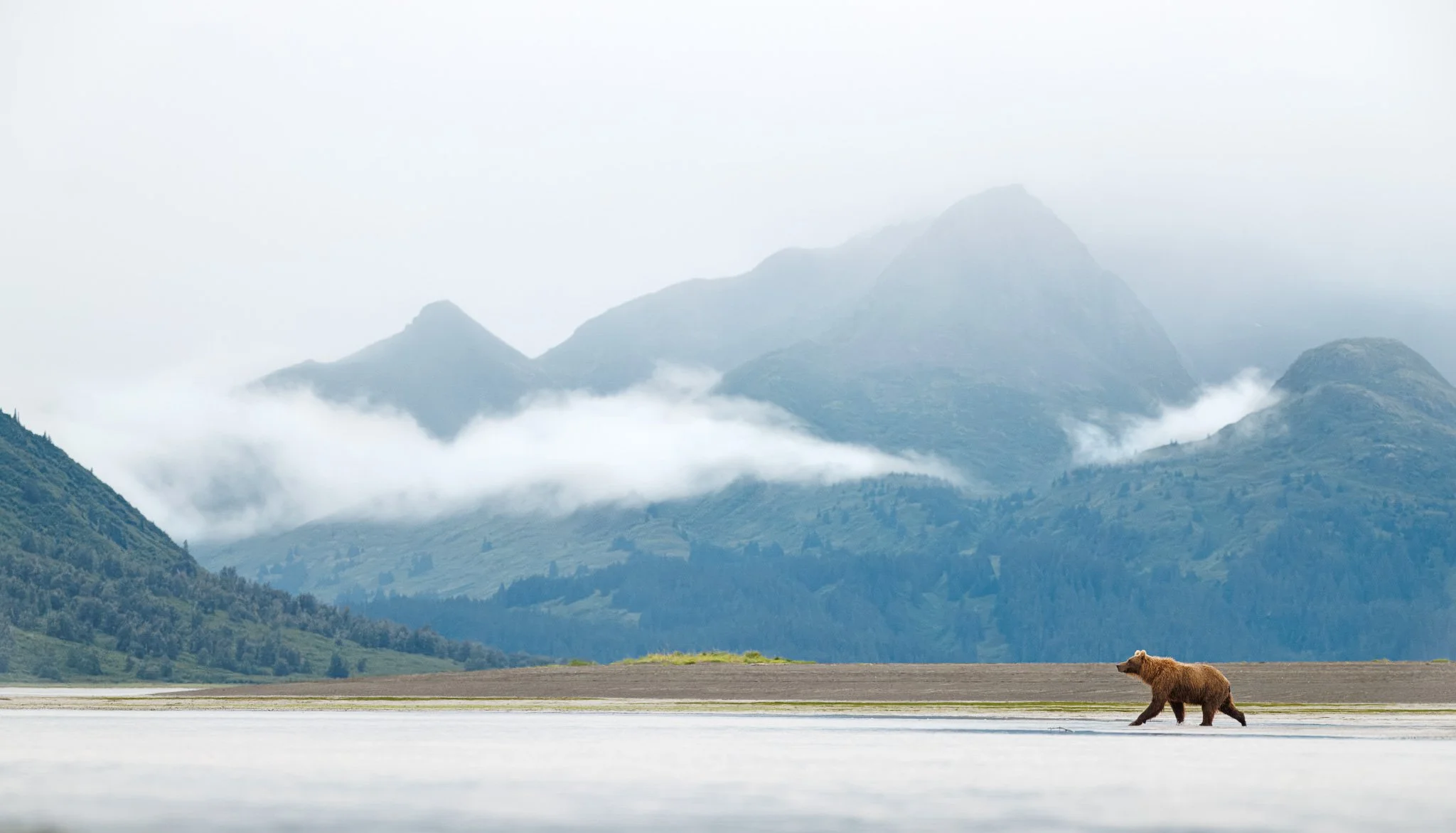 Brown bear small in frame walking in front of a mountain in Chinitna Bay, Alaska.