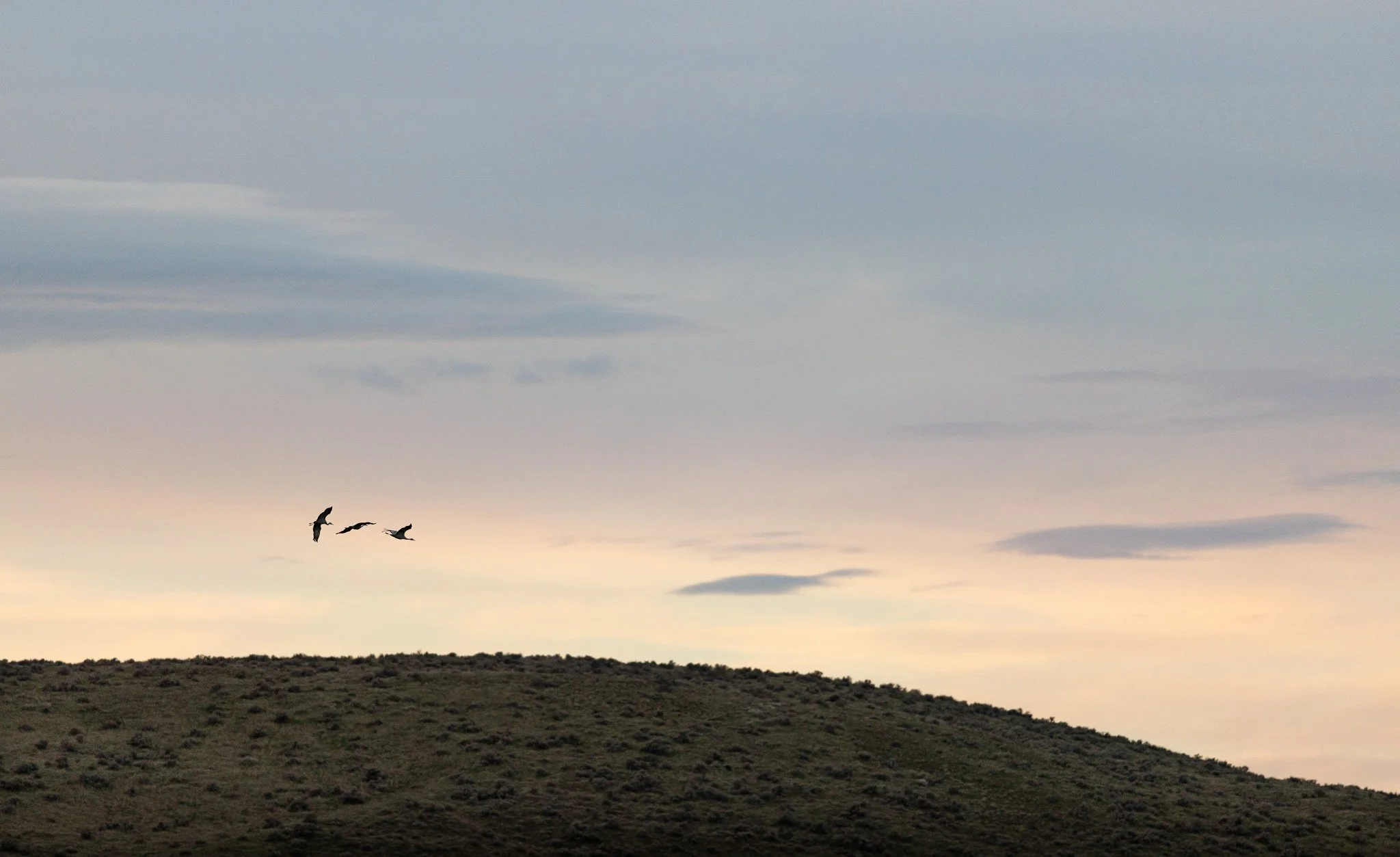 Three sandhill cranes flying over a hill in the early morning in West Richland, Washington.  