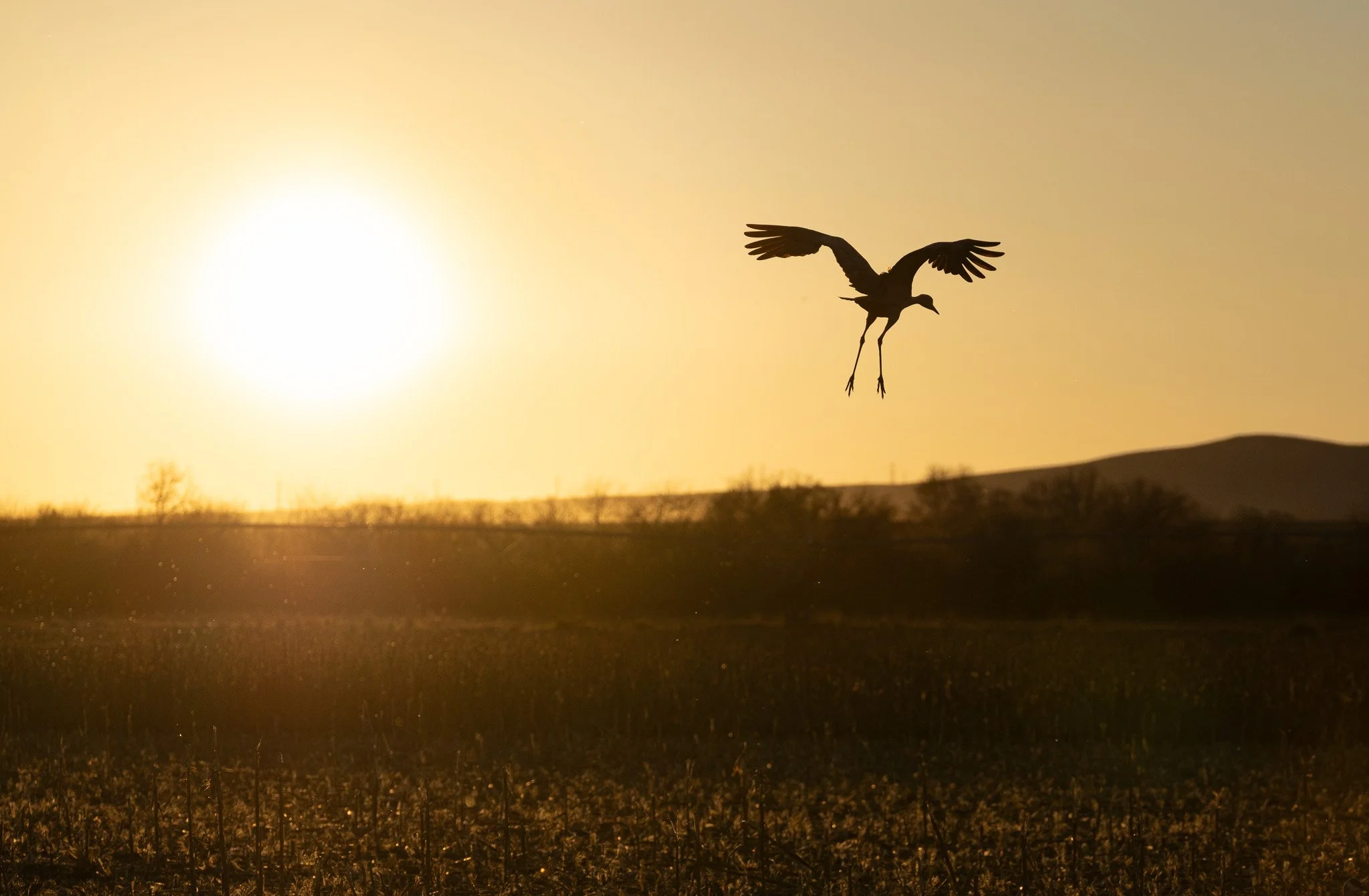 Sandhill crane at sunset in West Richland, Washington.