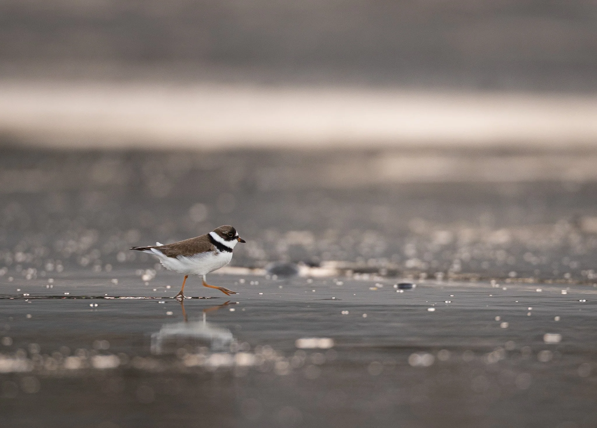 WALKING ON WATER
semipalmated plover, haida gwaii, bc