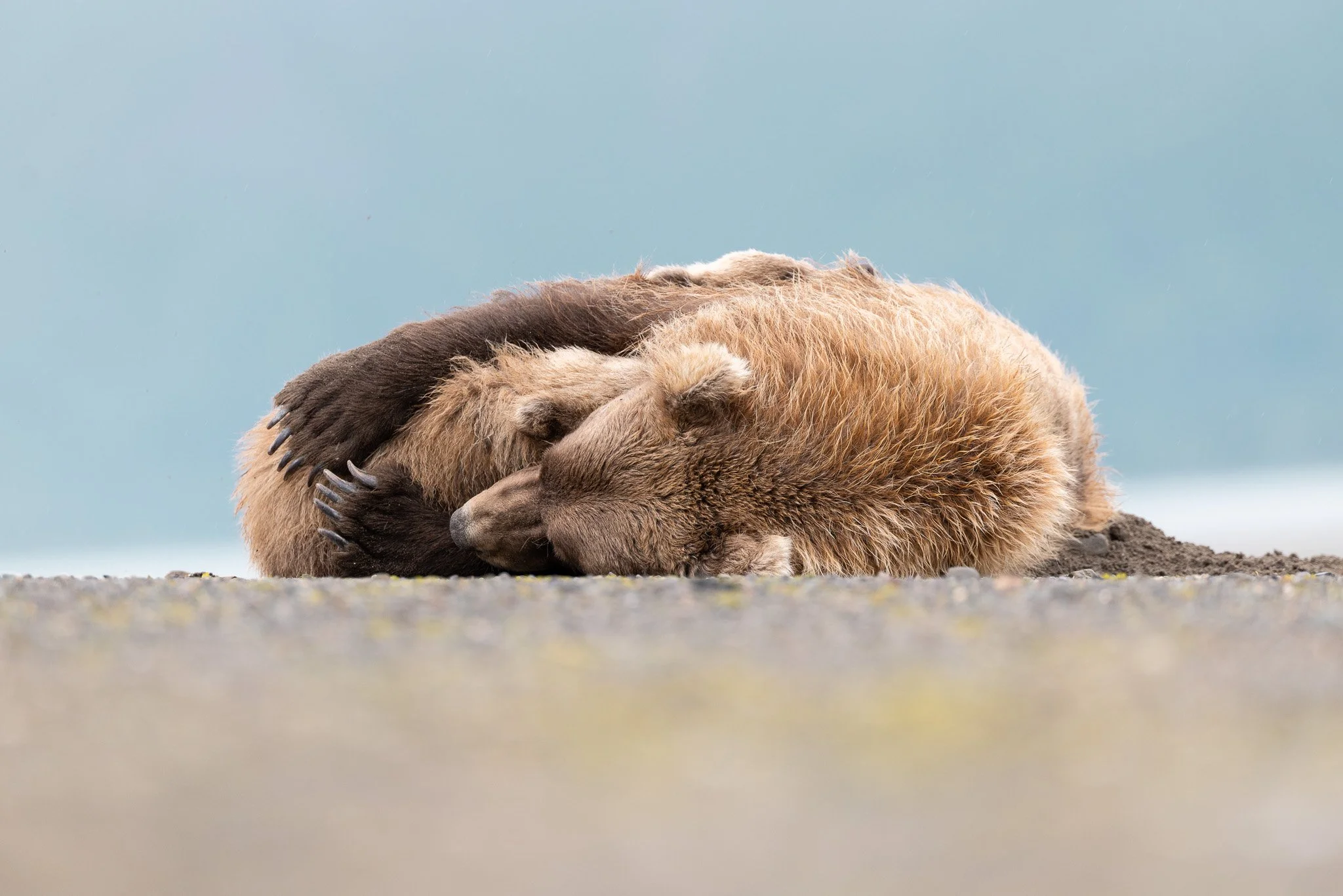 Mama bear give cub a hug in Chinitna Bay, Alaska.