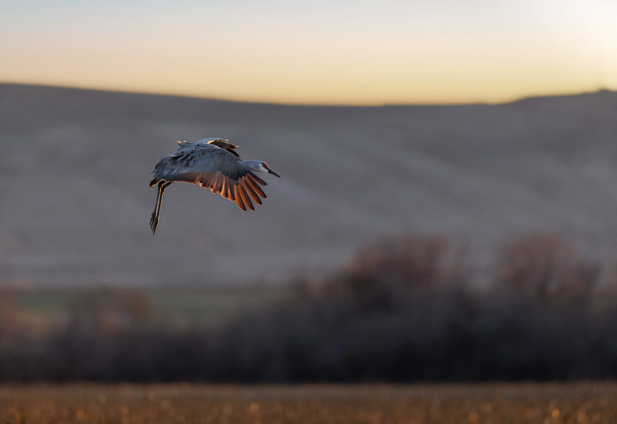 THROUGH SUNLIGHT
sandhill crane, west richland, wa