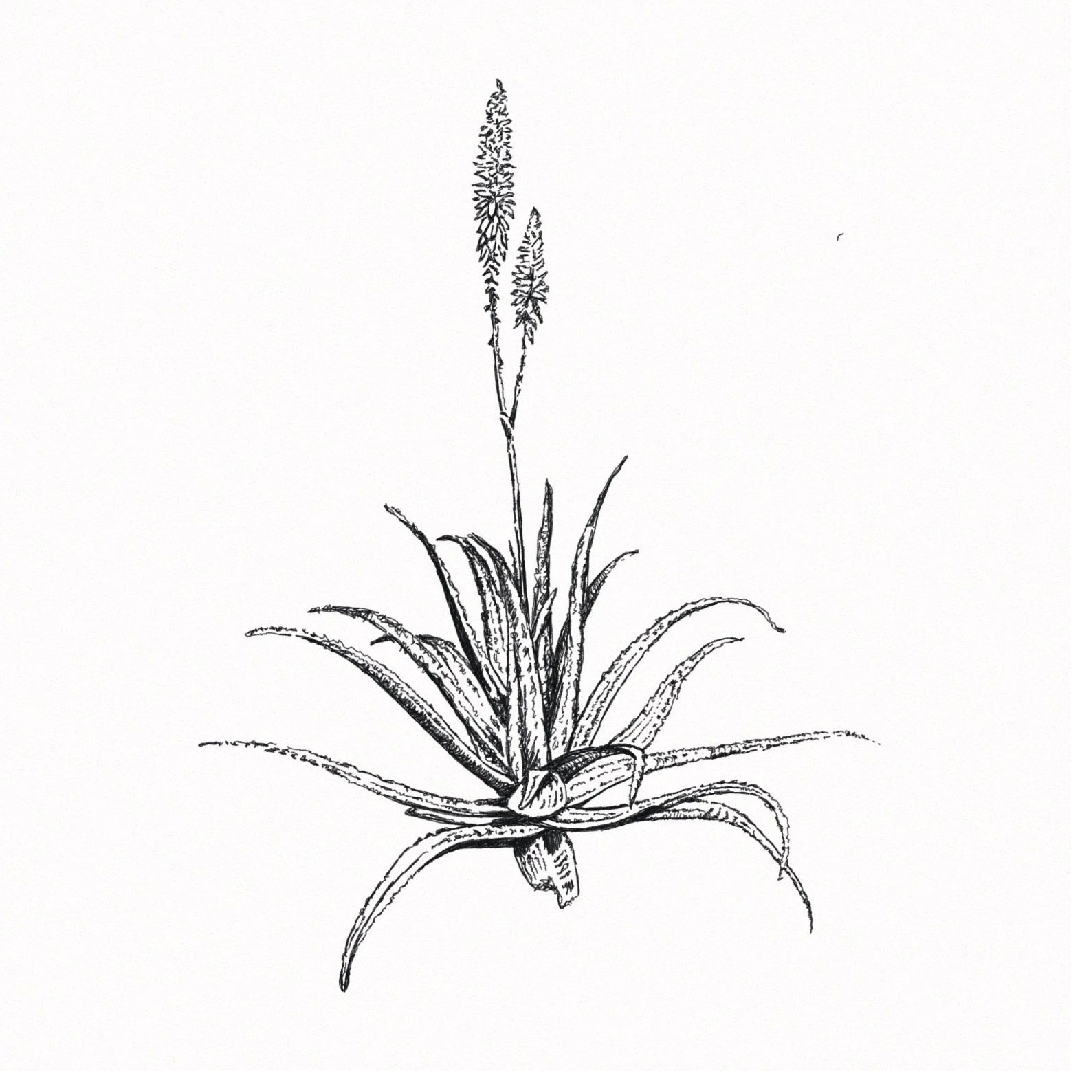 plant+illustration+black+and+white.jpg