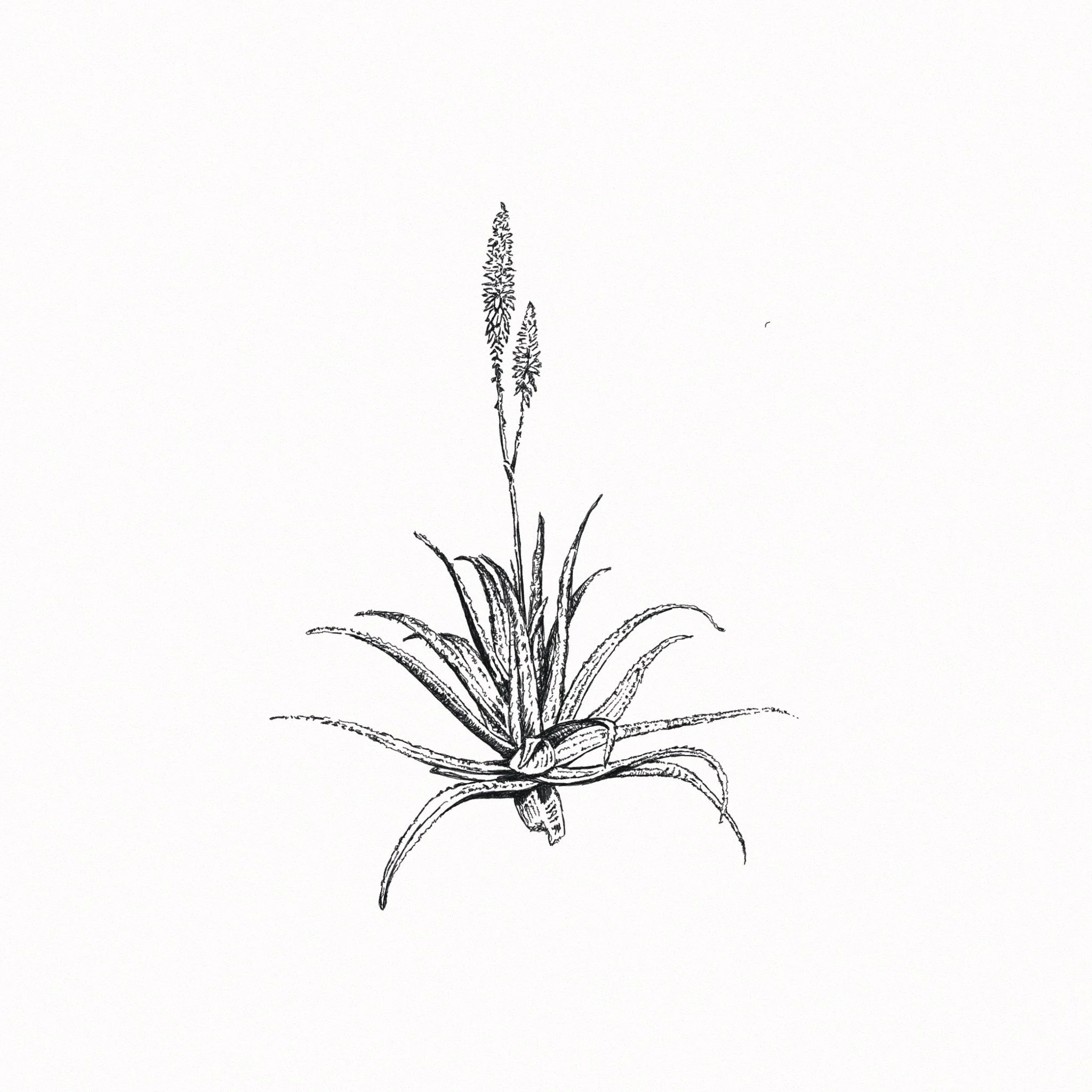 aloe sketch.jpg