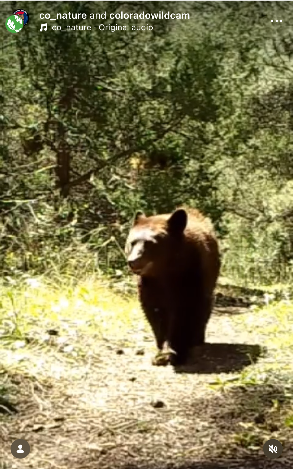 A screenshot of a video of a bear running through the forest.