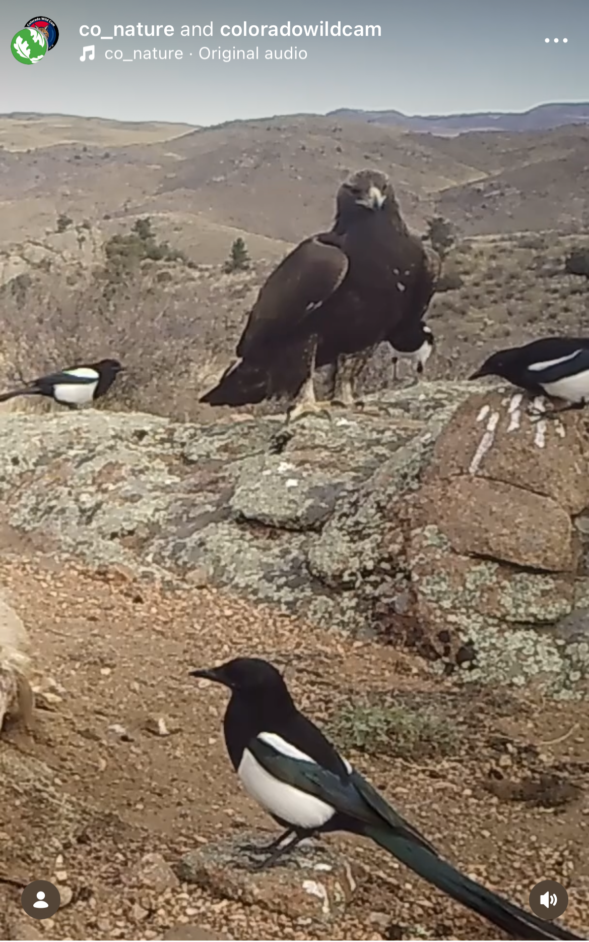 A screenshot of a video on Instagram with a big golden eagle and a few magpie birds on the ground.
