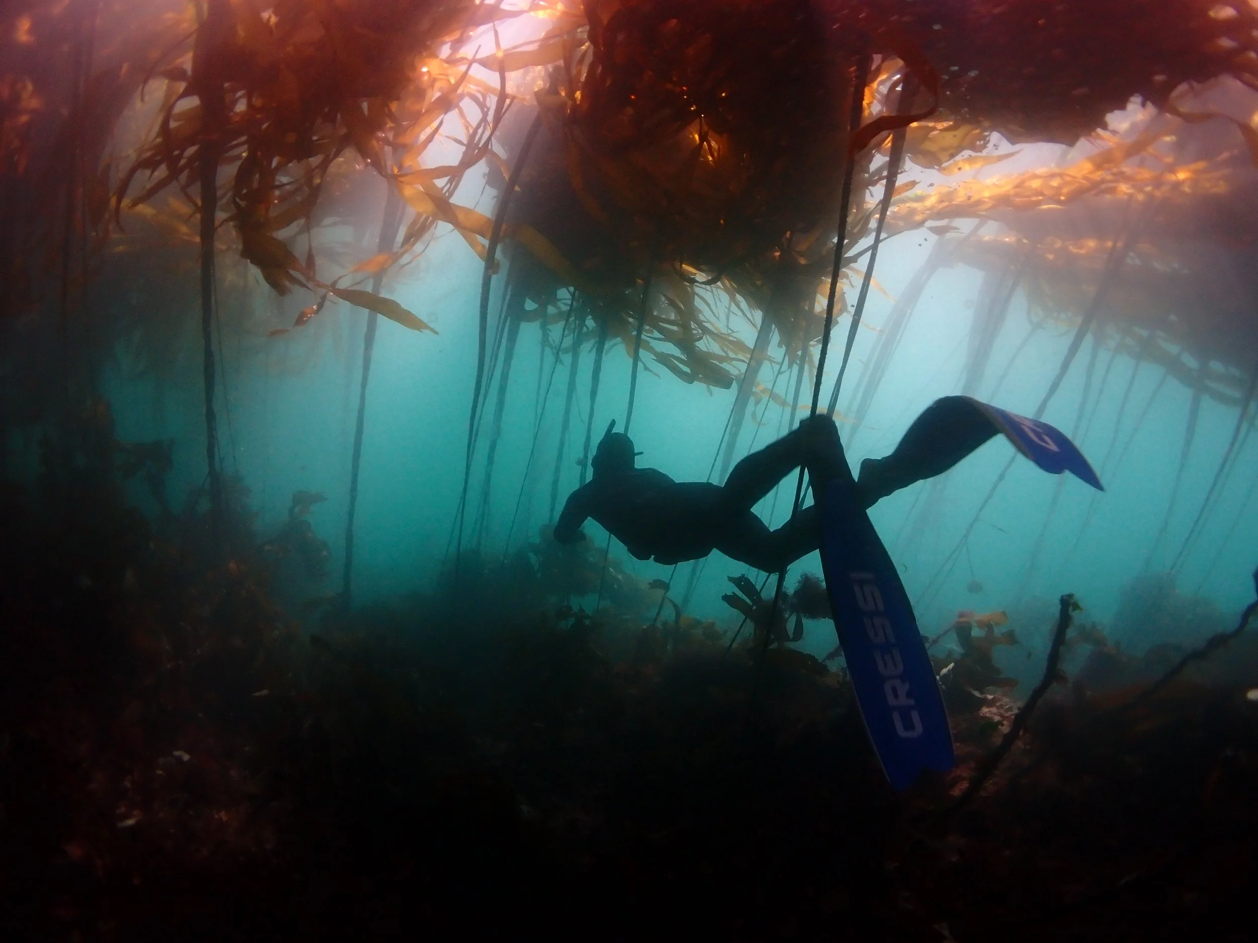 Underwater scene showing a person snorkeling among kelp forest, with the camera pointing upward toward the water's surface.