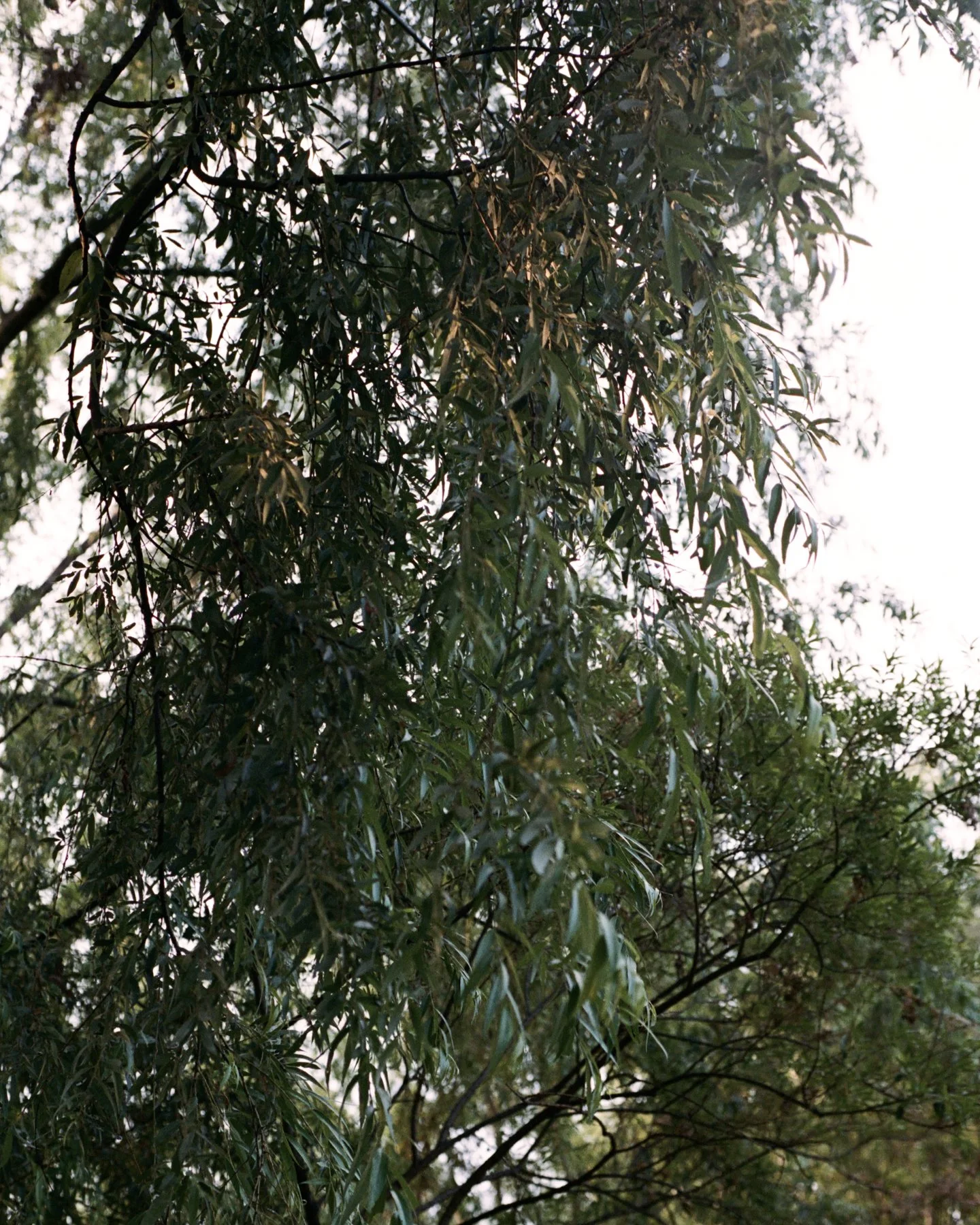 Still Hours 4x5 img.002.jpeg