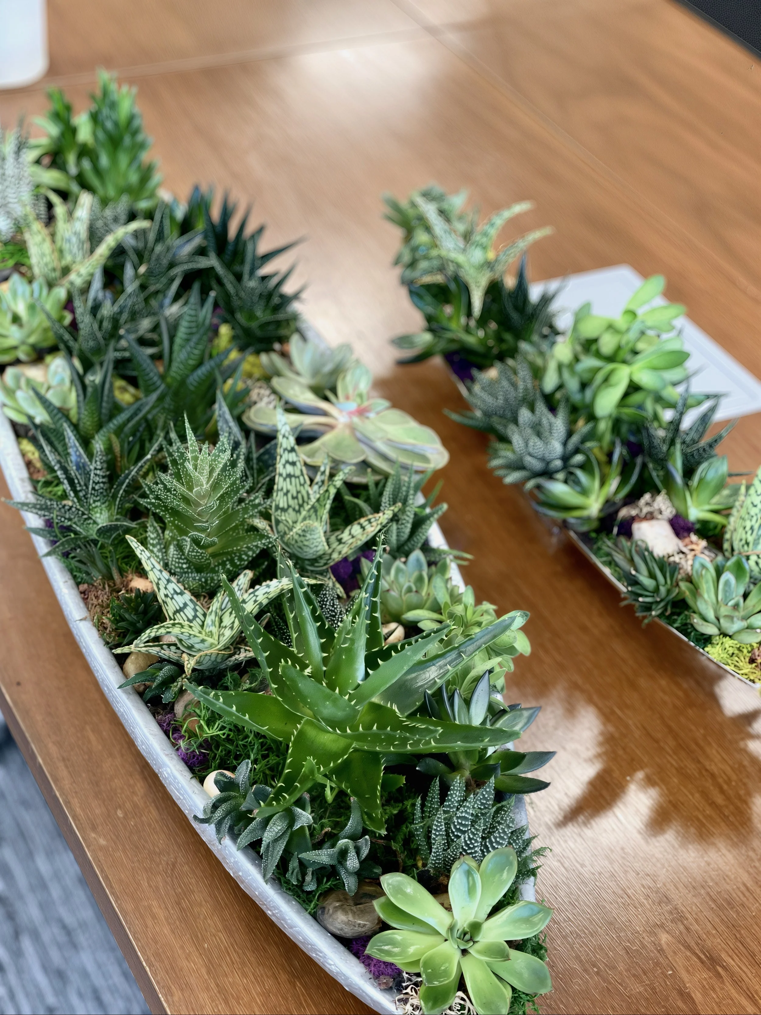 A long rectangular white planter with a variety of green succulents arranged on a wooden table.