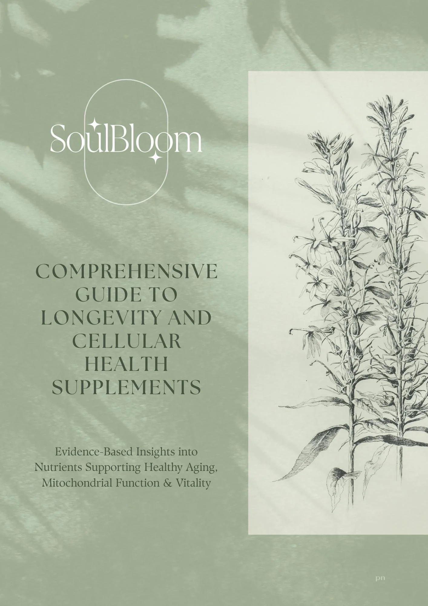 Longevity & Celluler Health Supplements Guide