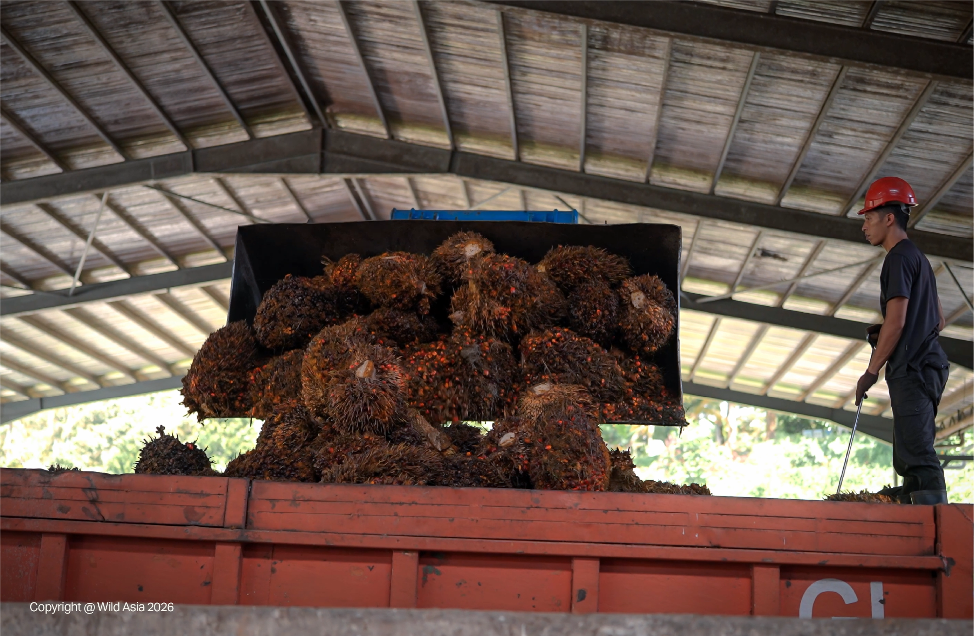 The Unsung Connector: A Malaysian Oil Palm Dealer’s Story