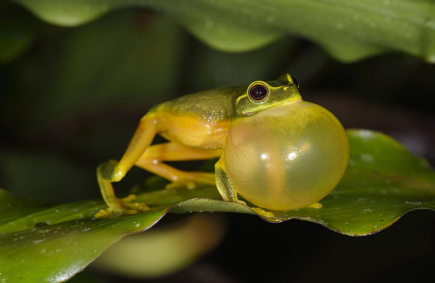 Rainforest Rangers Visual Identity Suite