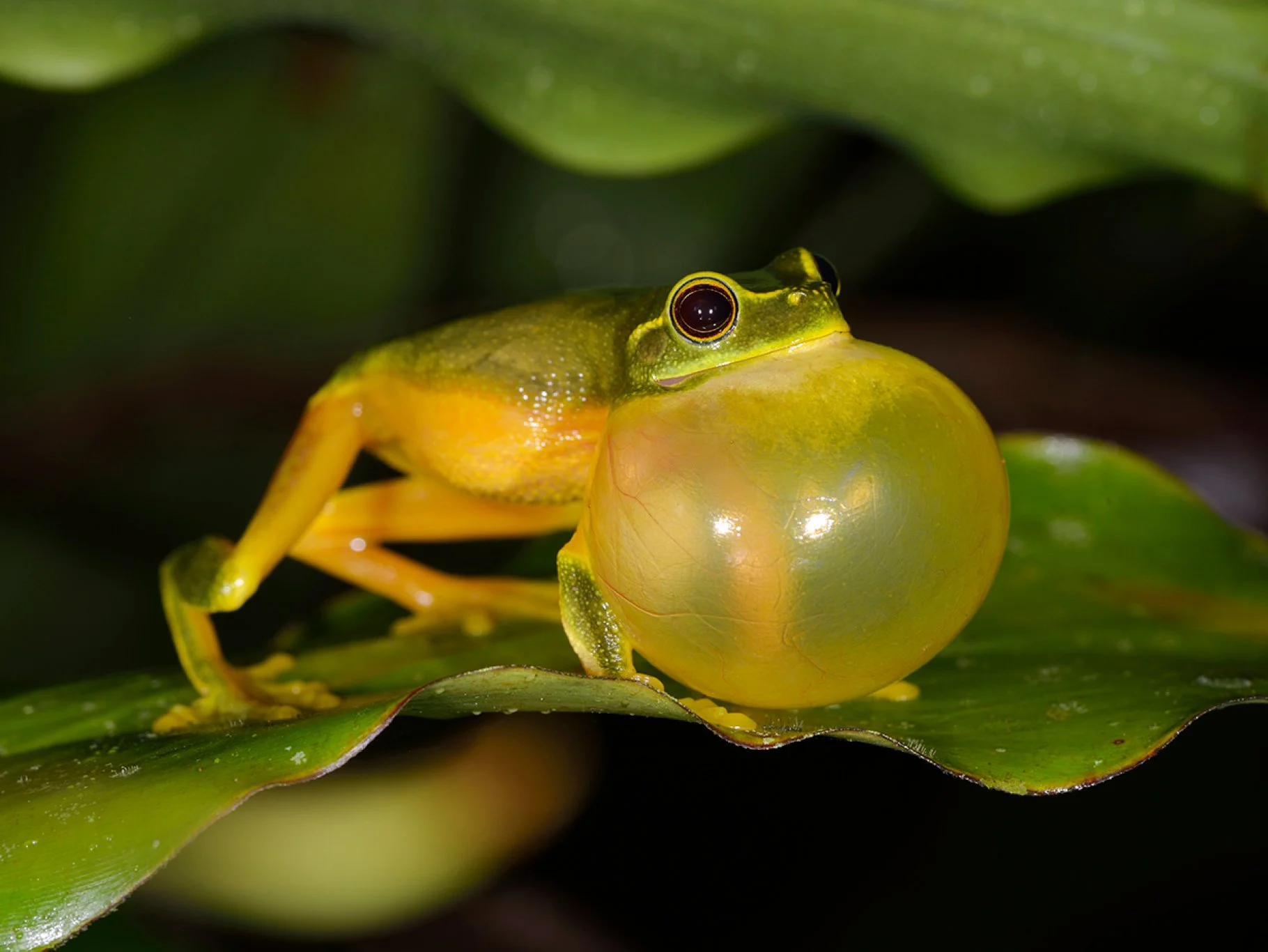 A vibrant green frog is sitting on a leaf, feeding on a large yellow fruit in a lush jungle setting.