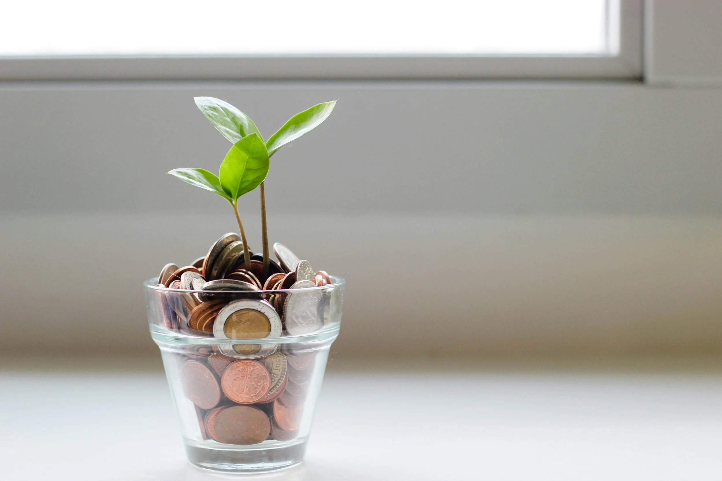 A small plant with green leaves growing in a glass bowl filled with coins, placed on a white surface near a window.