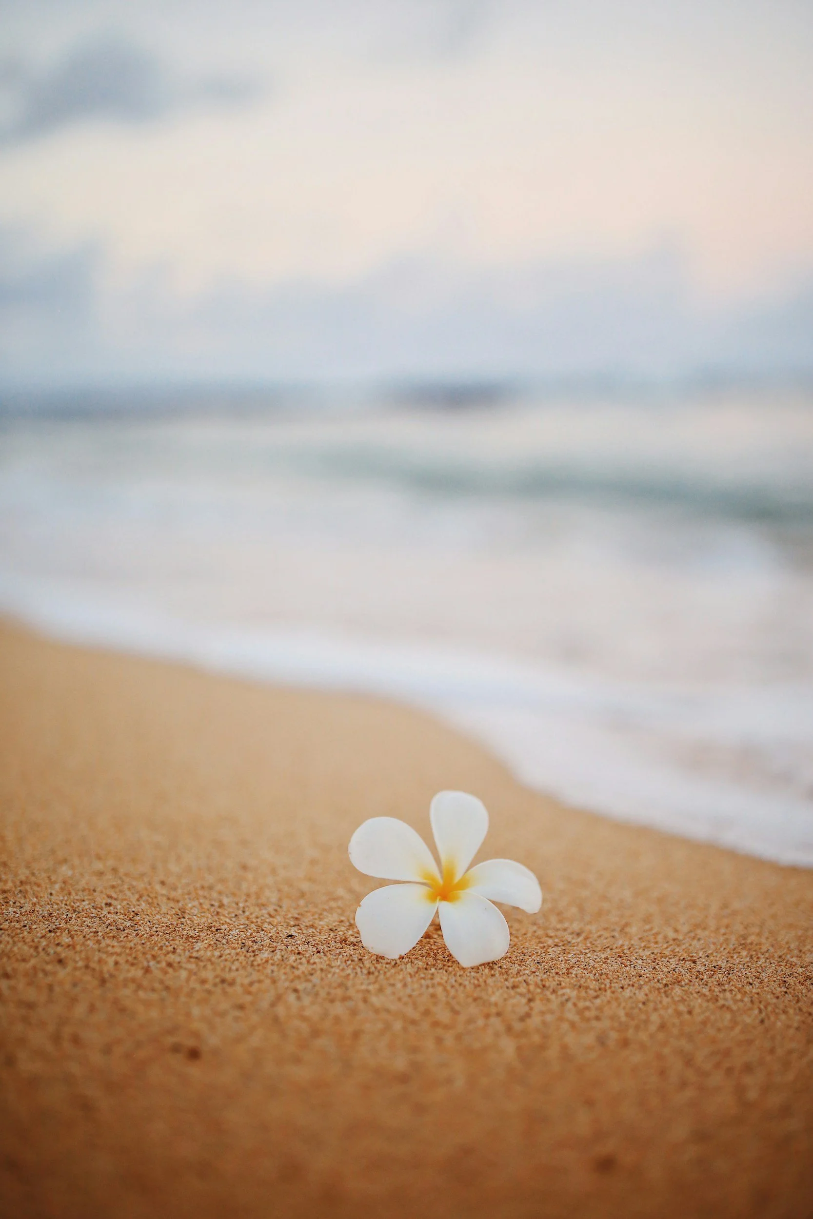 A single white flower on sand at the beach with ocean waves and sky in background