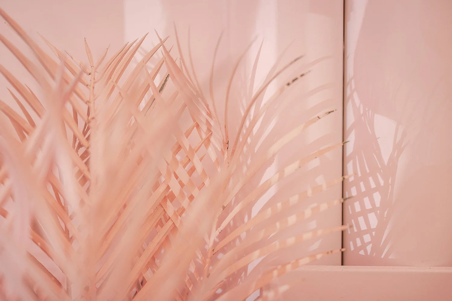 Close-up of pink palm leaves casting shadows on a pink background.