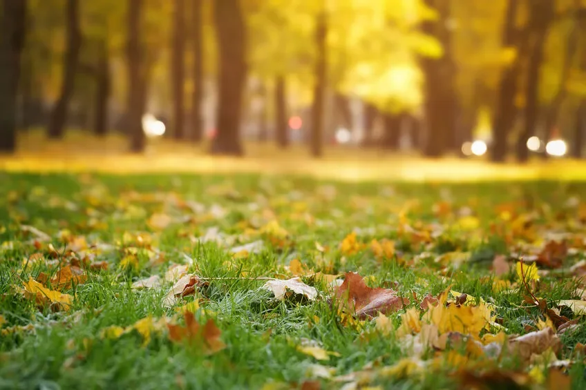 Getting Your Lawn Ready for the Cooler Months