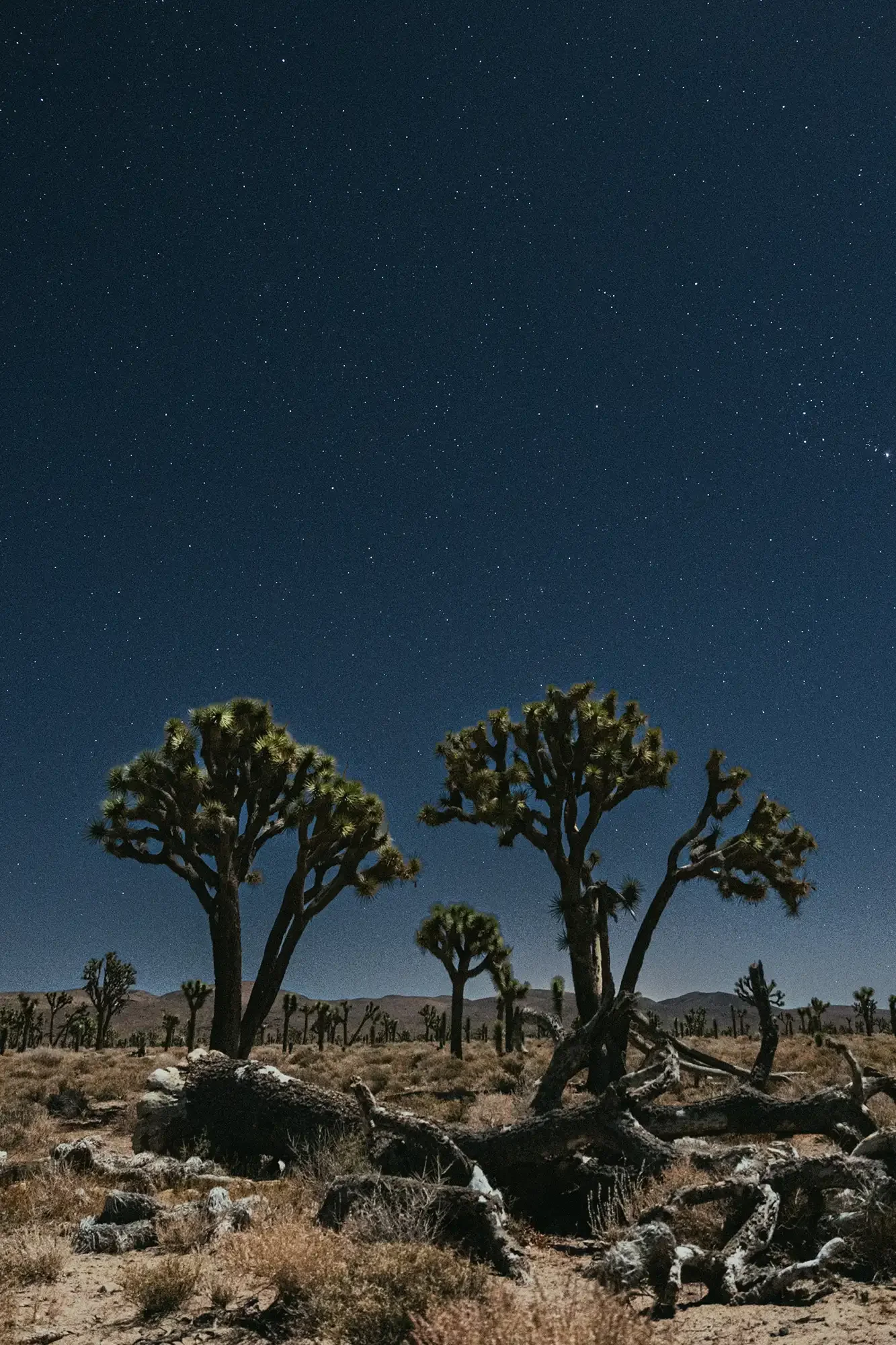 outdoor-photography-death-valley-joshua-tree-01-2x3.webp