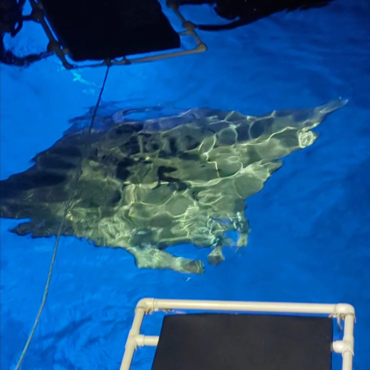 Favorite Wildlife Encounter