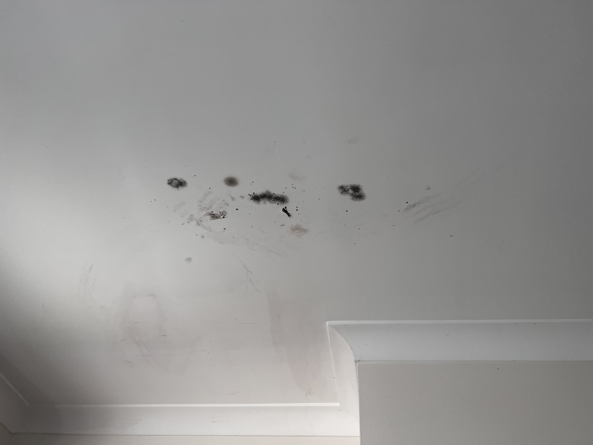 Ceiling with black mold and water stains.