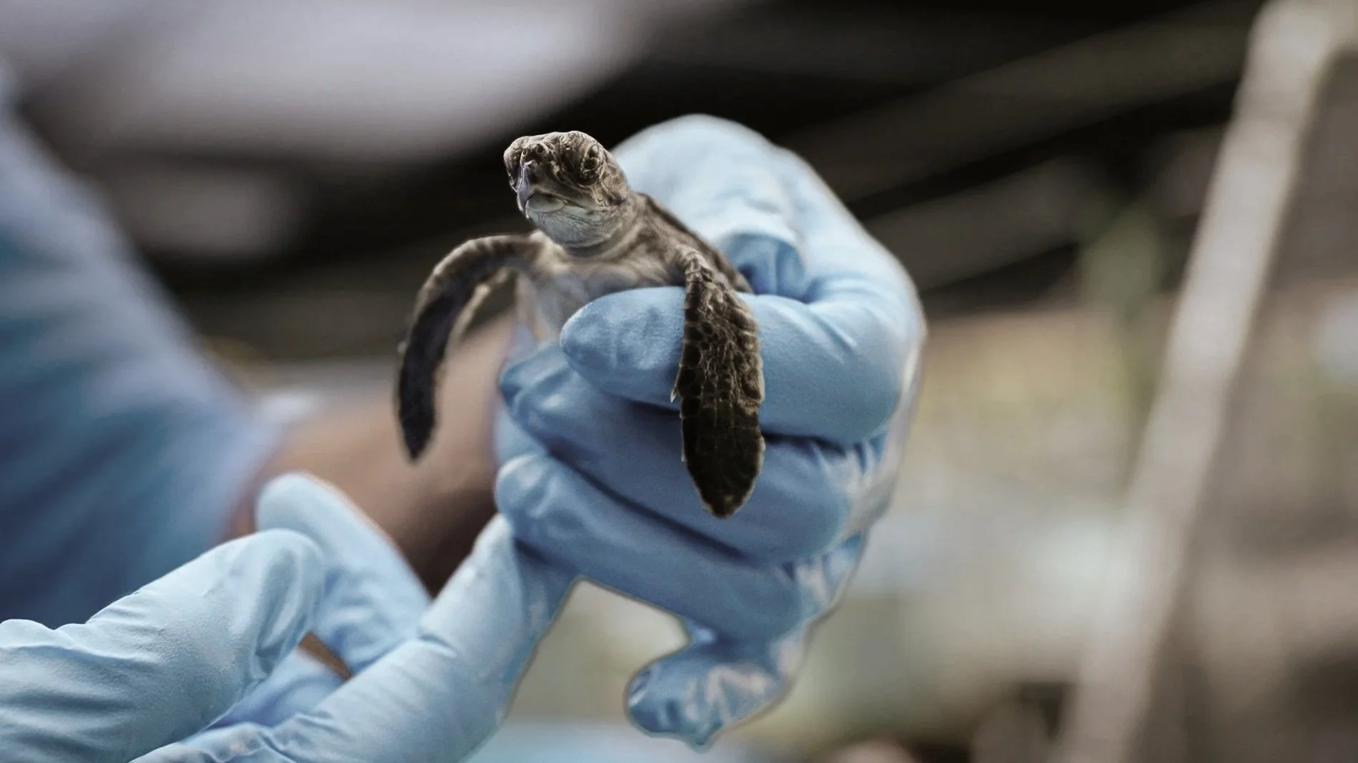 A person wearing blue gloves holding a tiny baby turtle.