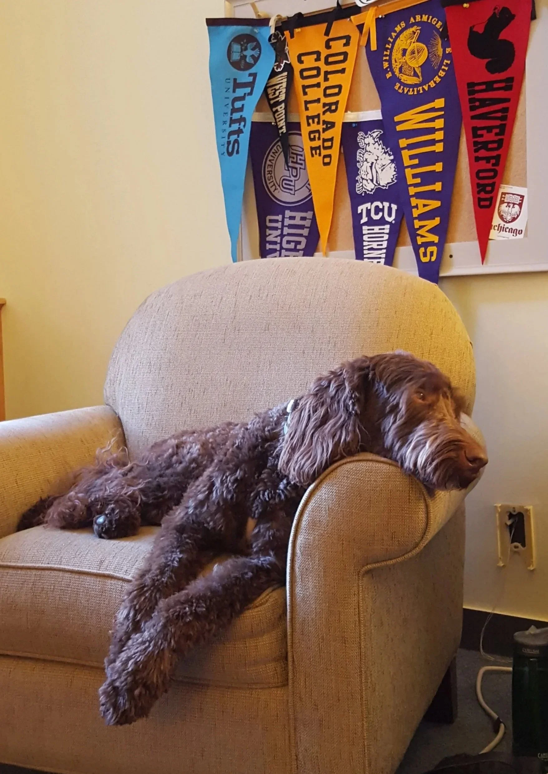 A brown dog with curly fur resting on the arm of a beige upholstered armchair, with its head on the armrest and body stretched out. There are college pennants hanging on the wall behind the dog.