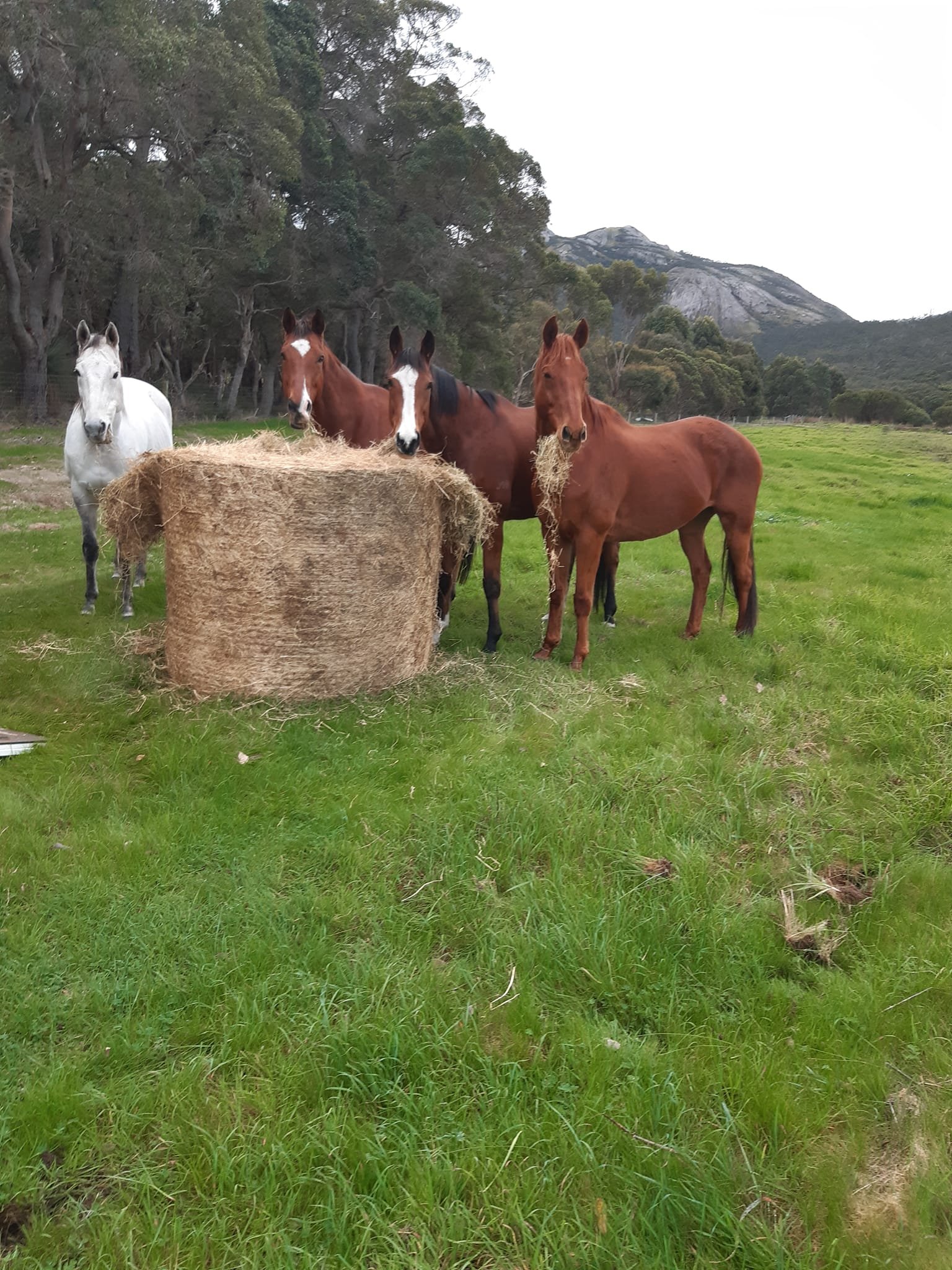 Horses around a hay bale