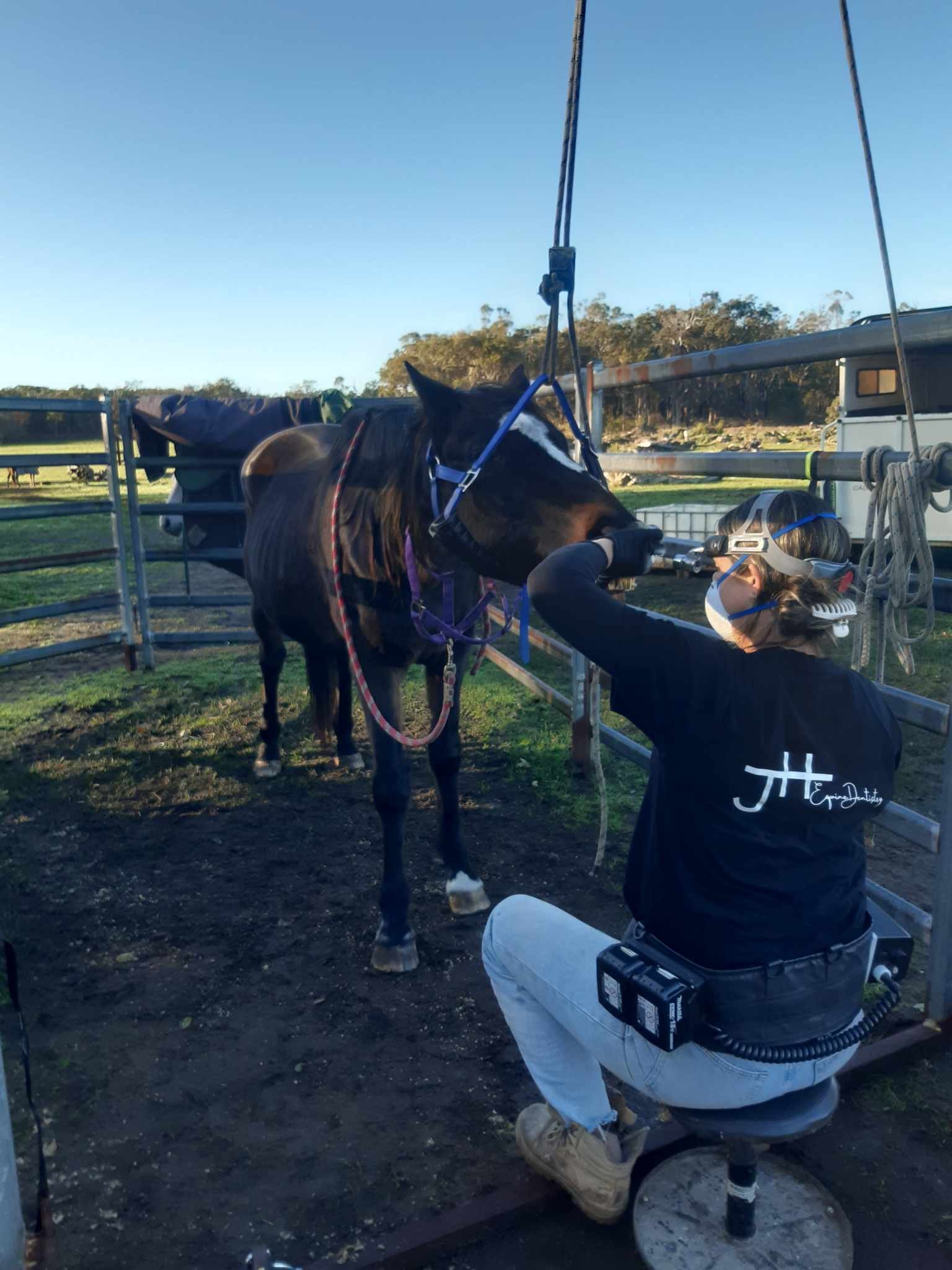 Equine Dentist