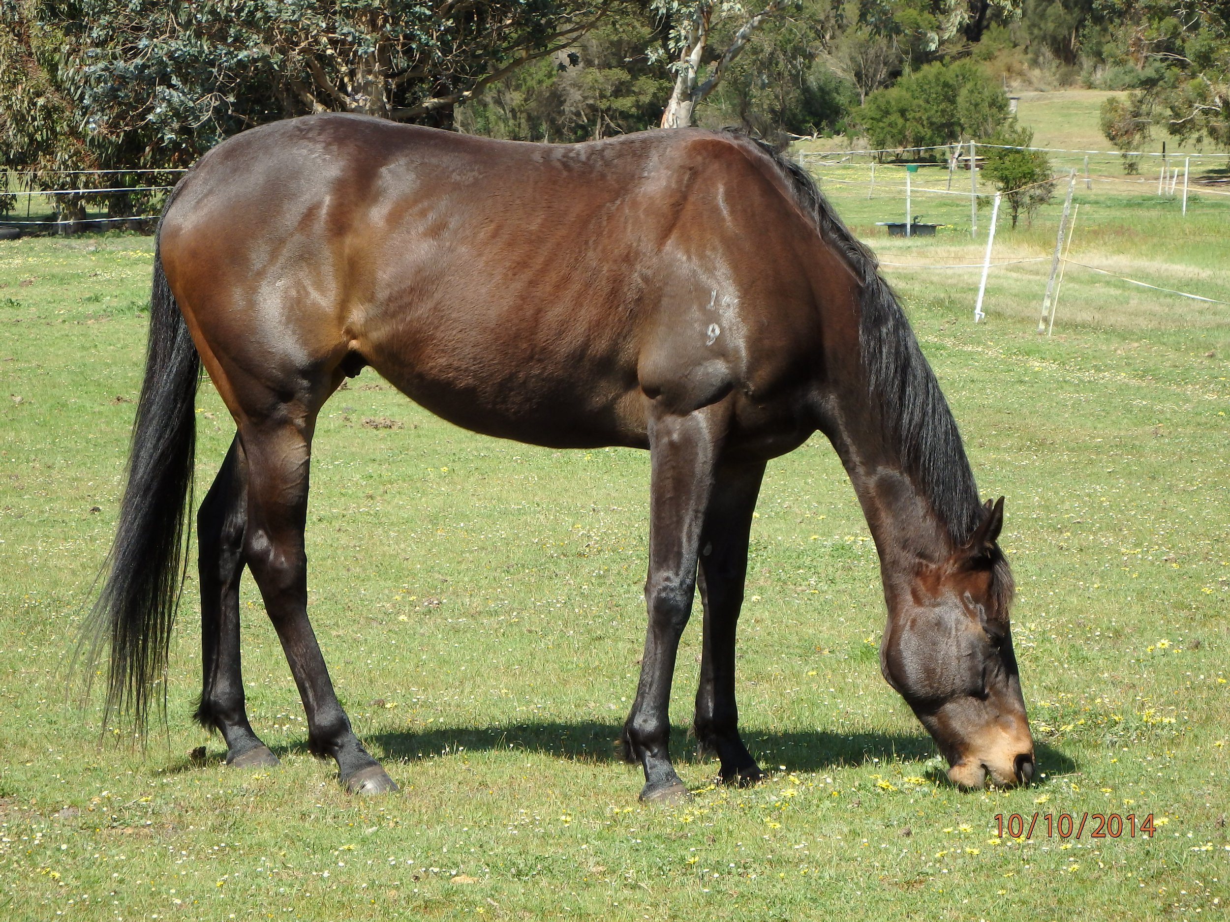 SONIC for long term Lease