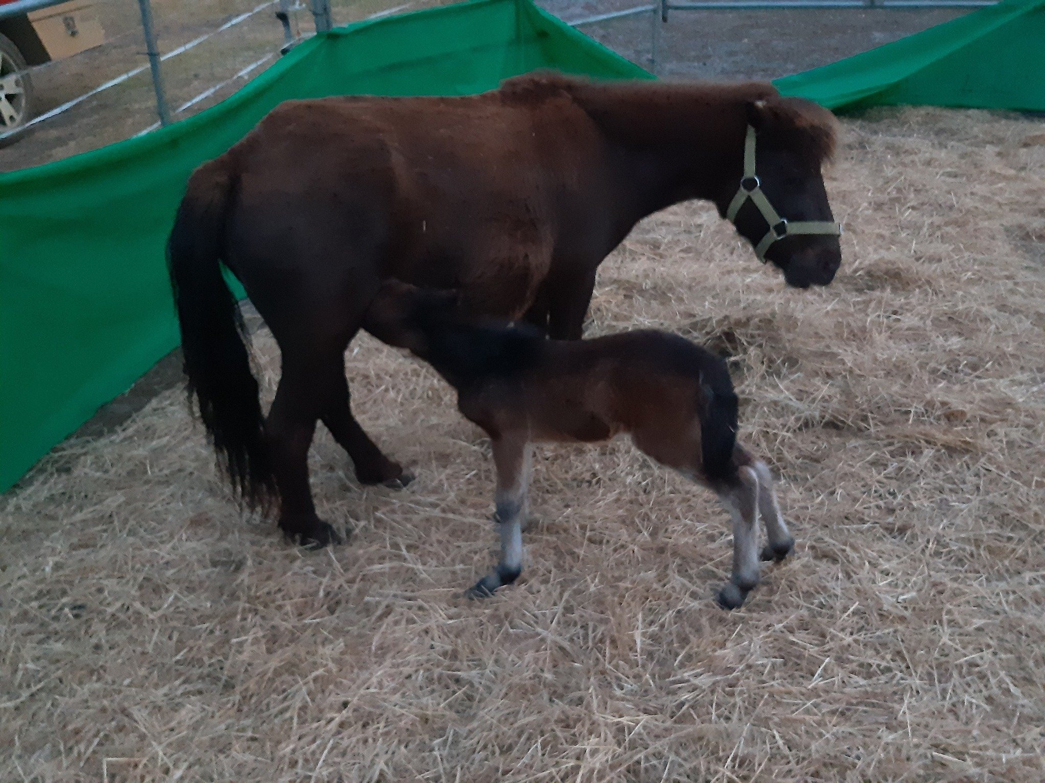 Evalyne up for adoption