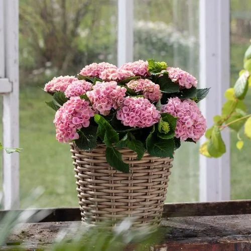 Hortensia Magical 250,- 