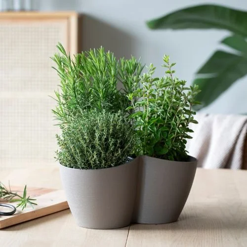 Italienske urter 3 for 180,- 